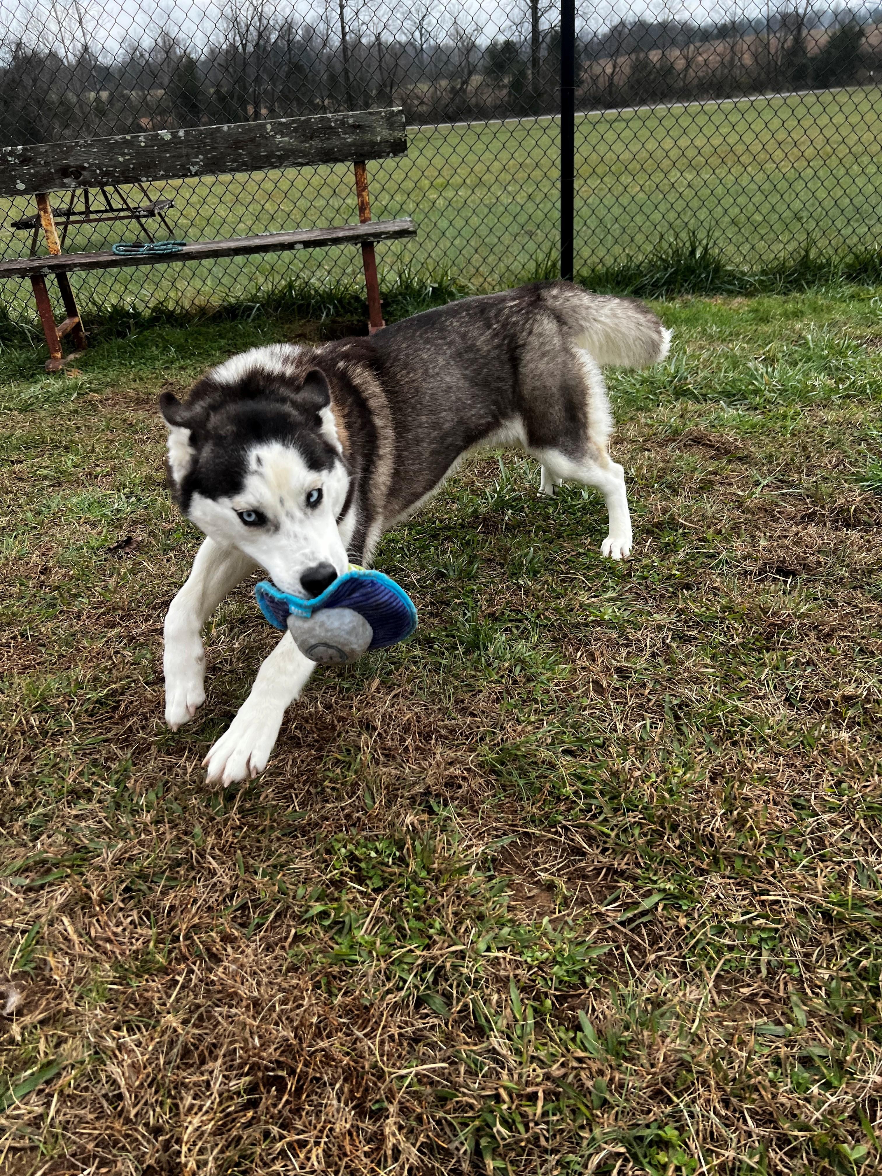 Enlarge Nova, a ADOPTABLE Husky in Lebanon, TN image 3/3