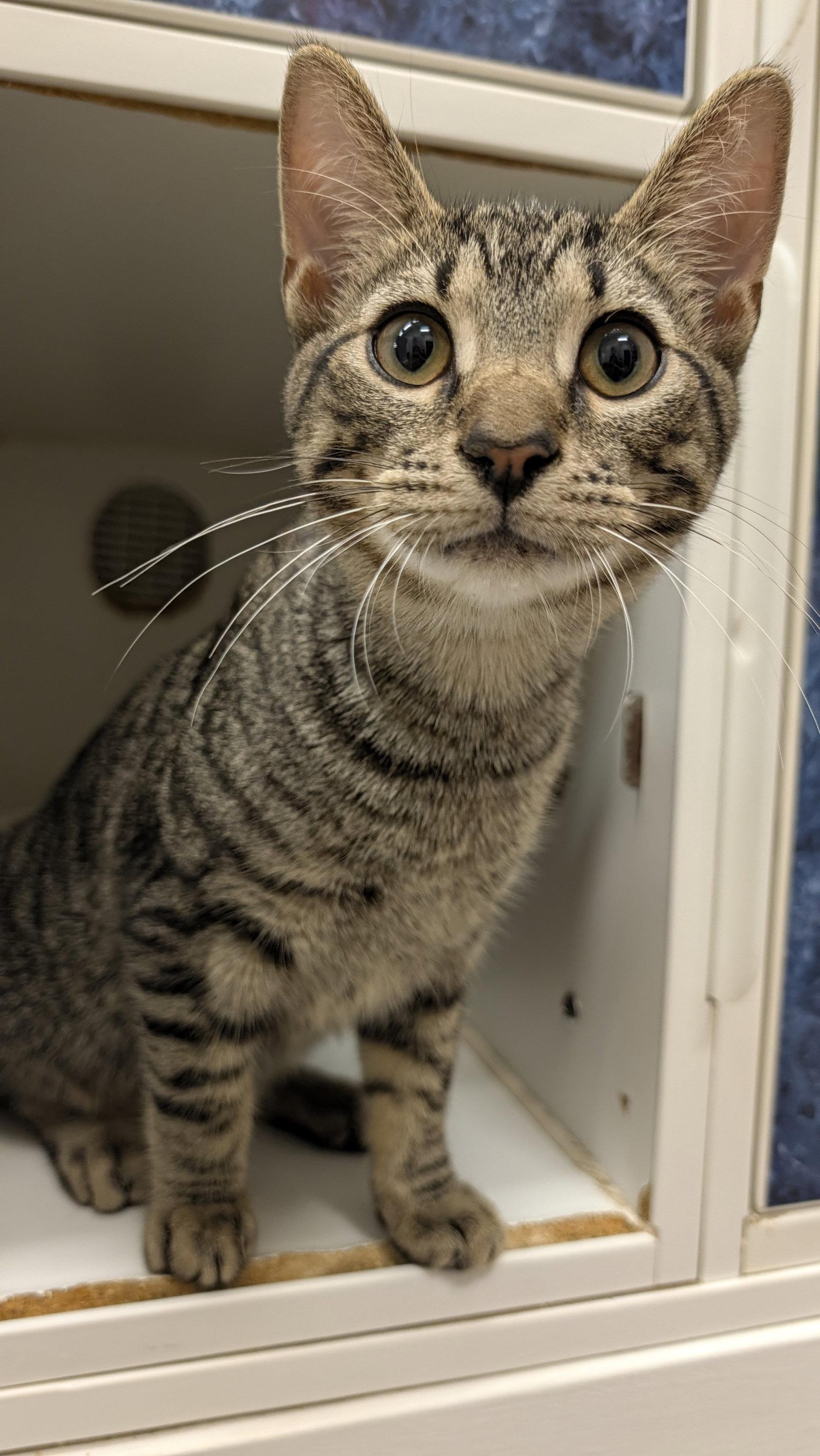Fifa, Adoptable, Young Male Tabby.