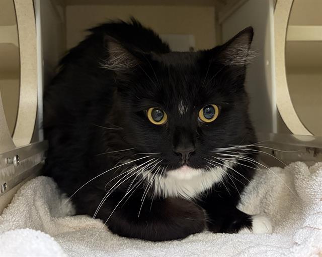 OREO COOKIE, Adoptable, Young Male Domestic Short Hair.
