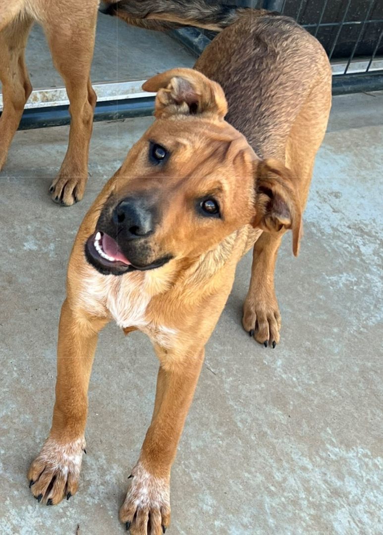 Gerber, Adopted, Puppy Female Lancashire Heeler & Black Mouth Cur.
