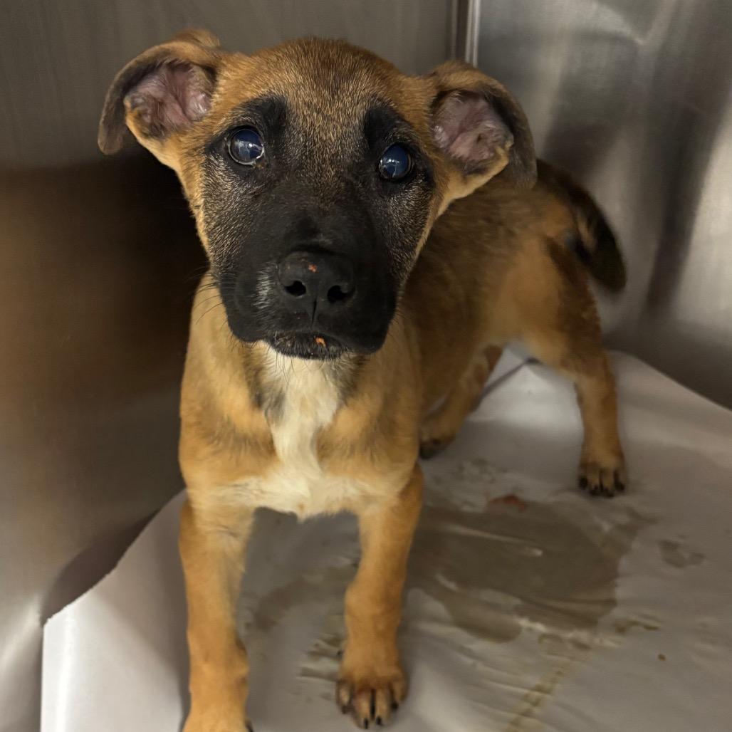 Peony, ADOPTABLE, Puppy Female Shepherd.