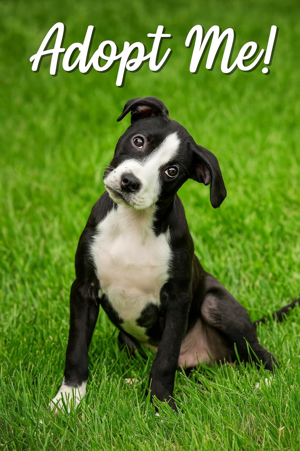 Nova – our long-legged, hair-tie-stealing lovebug!
