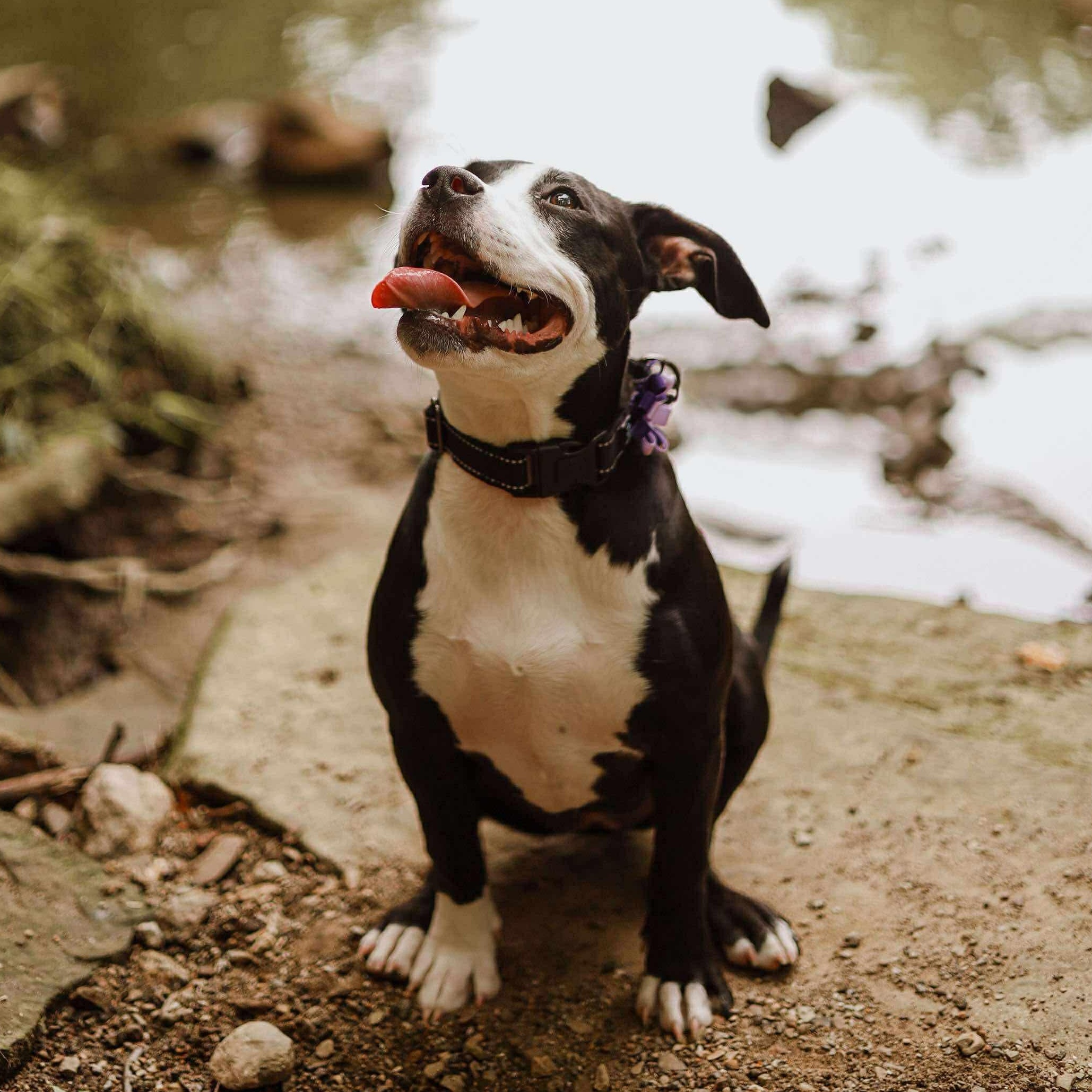 Nova – our long-legged, hair-tie-stealing lovebug! photo 5