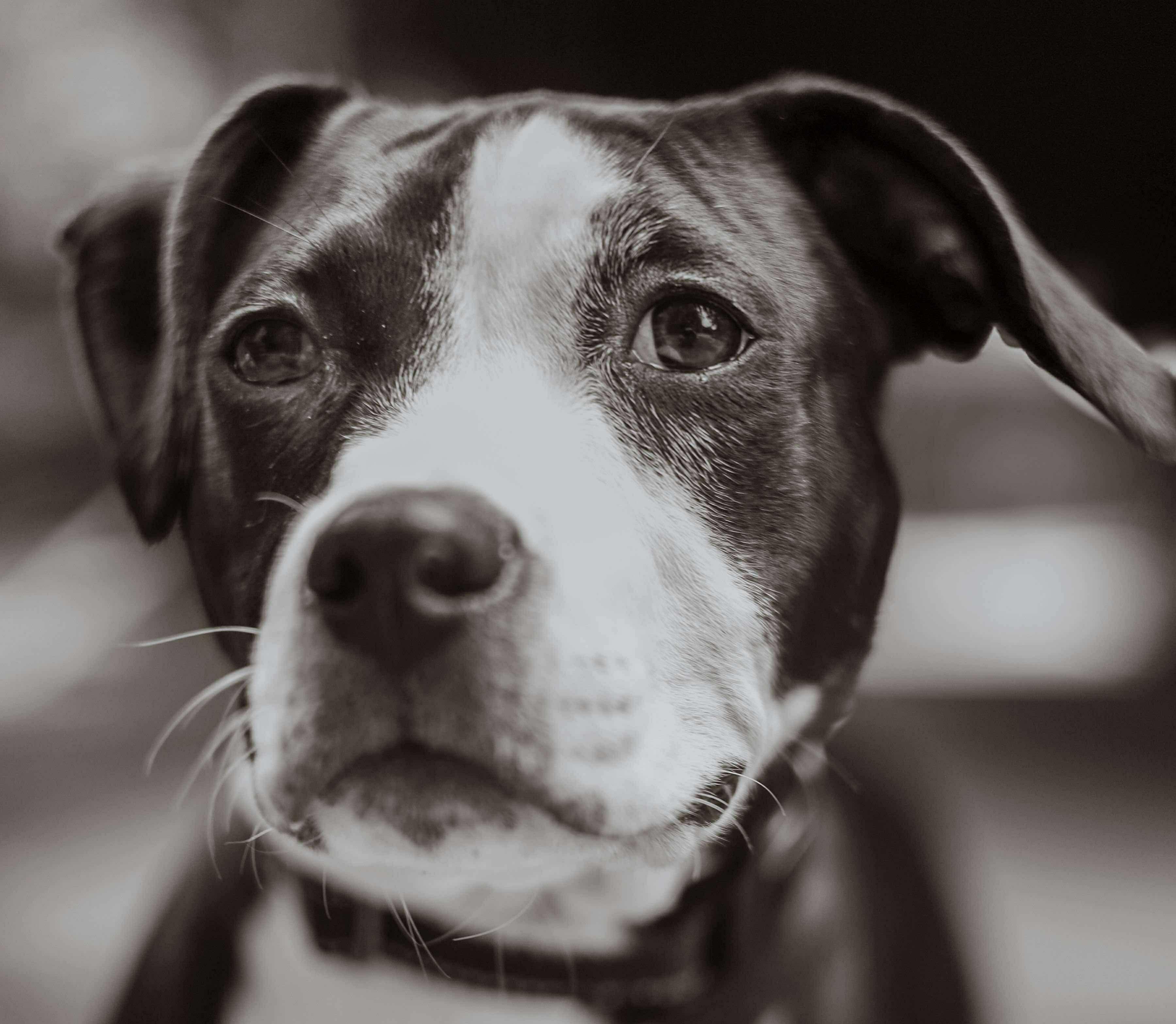 Nova – our long-legged, hair-tie-stealing lovebug! photo 2