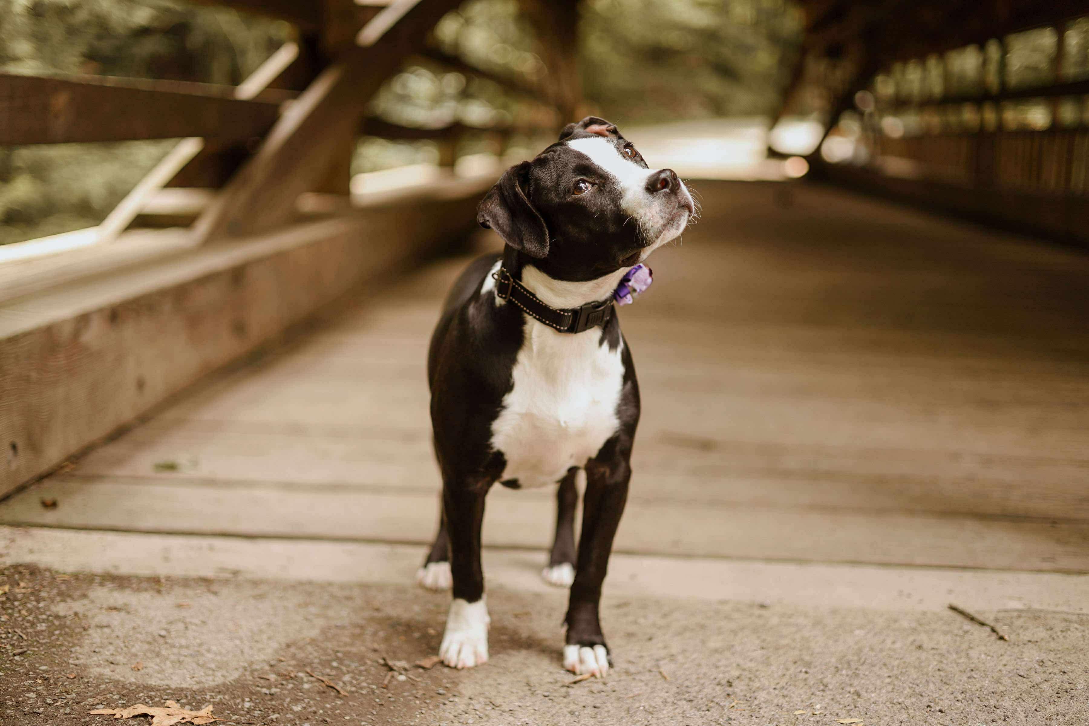Nova – our long-legged, hair-tie-stealing lovebug! photo 3