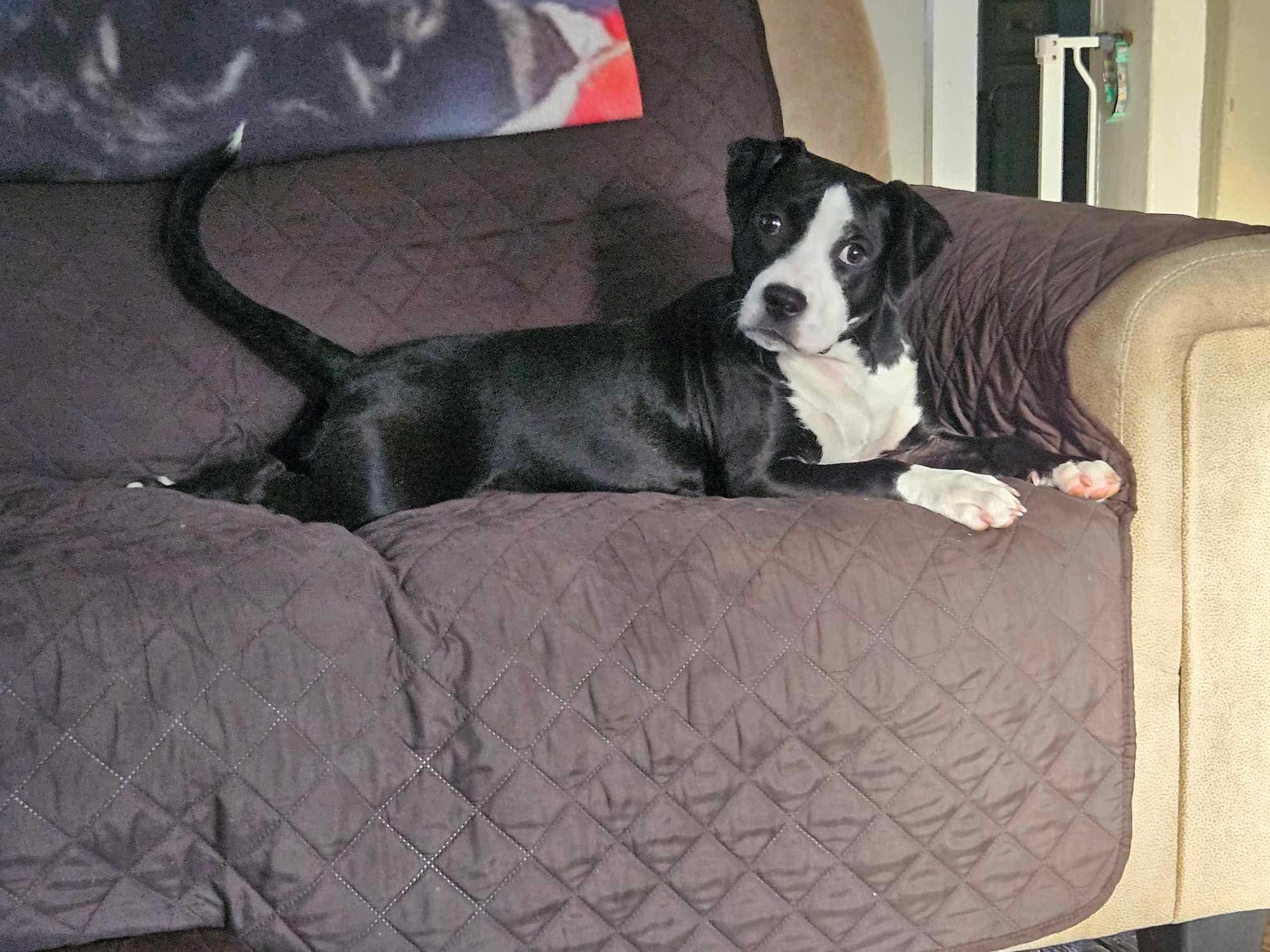 Nova – our long-legged, hair-tie-stealing lovebug! photo 6