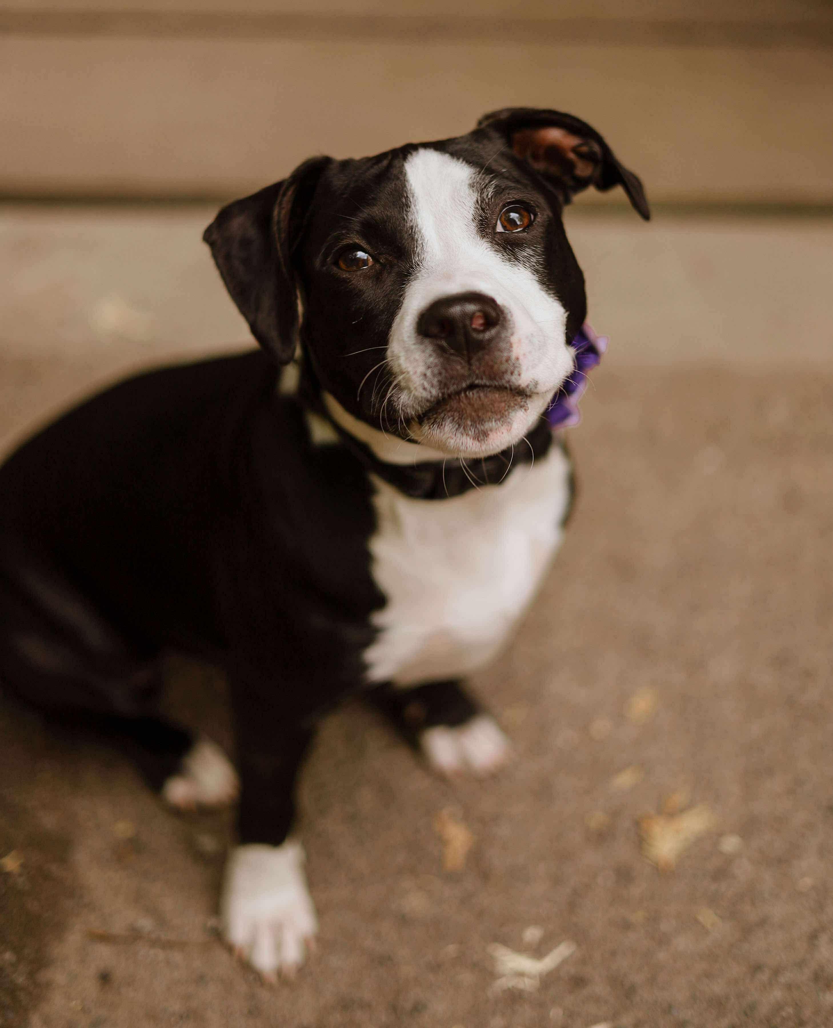 Nova – our long-legged, hair-tie-stealing lovebug! photo 4
