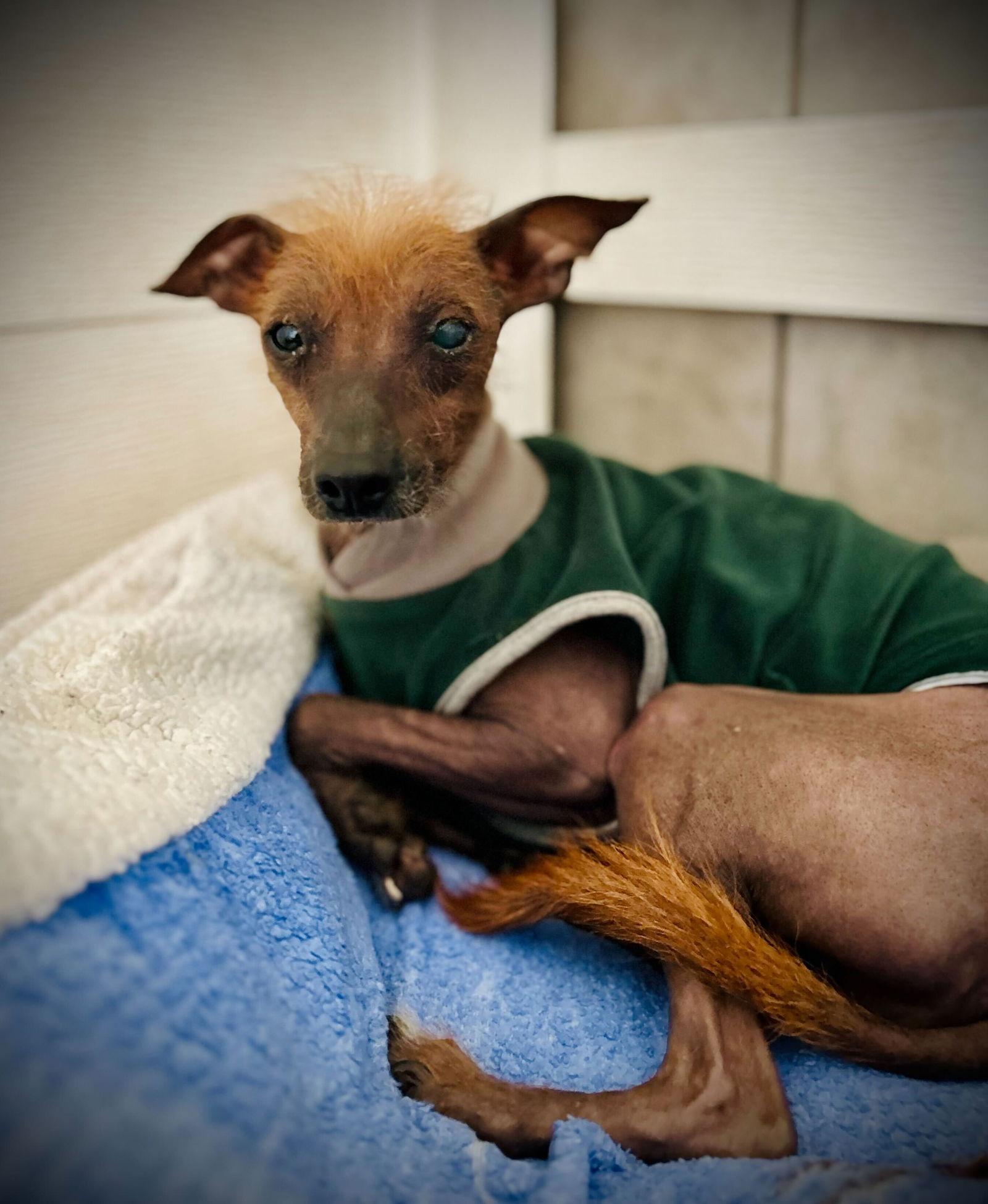 Raymond Mar 25, Adopted, Adult Male Chinese Crested Dog.