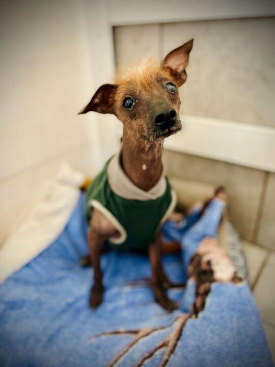 Enlarge Raymond Mar 25, a Adopted Chinese Crested Dog in Pacolet, SC image 2/2