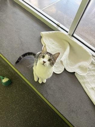 Gram, Adoptable, Adult Male Domestic Short Hair & Domestic Short Hair.
