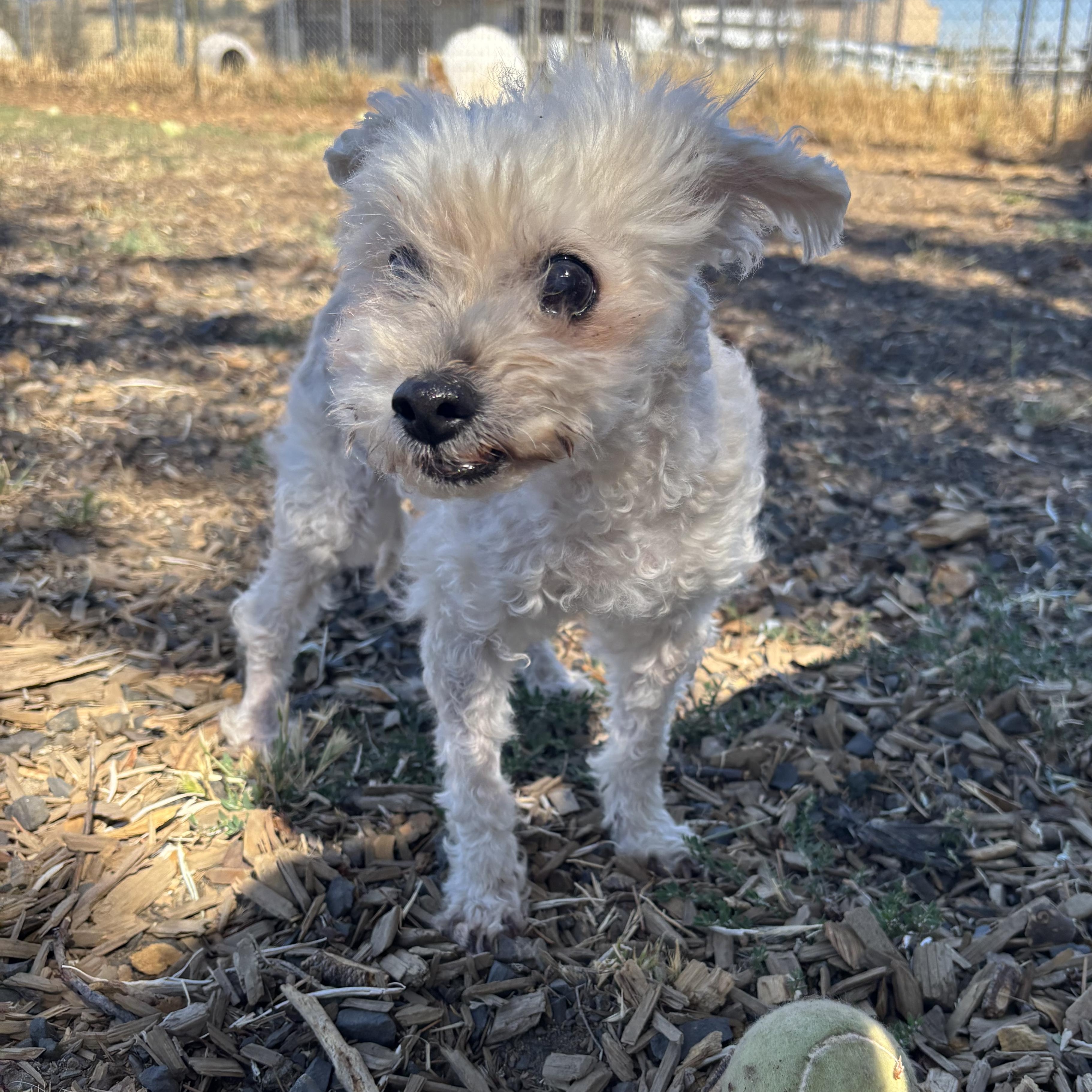 Sora (Hospice Senior), ADOPTABLE, Senior Female Miniature Poodle.