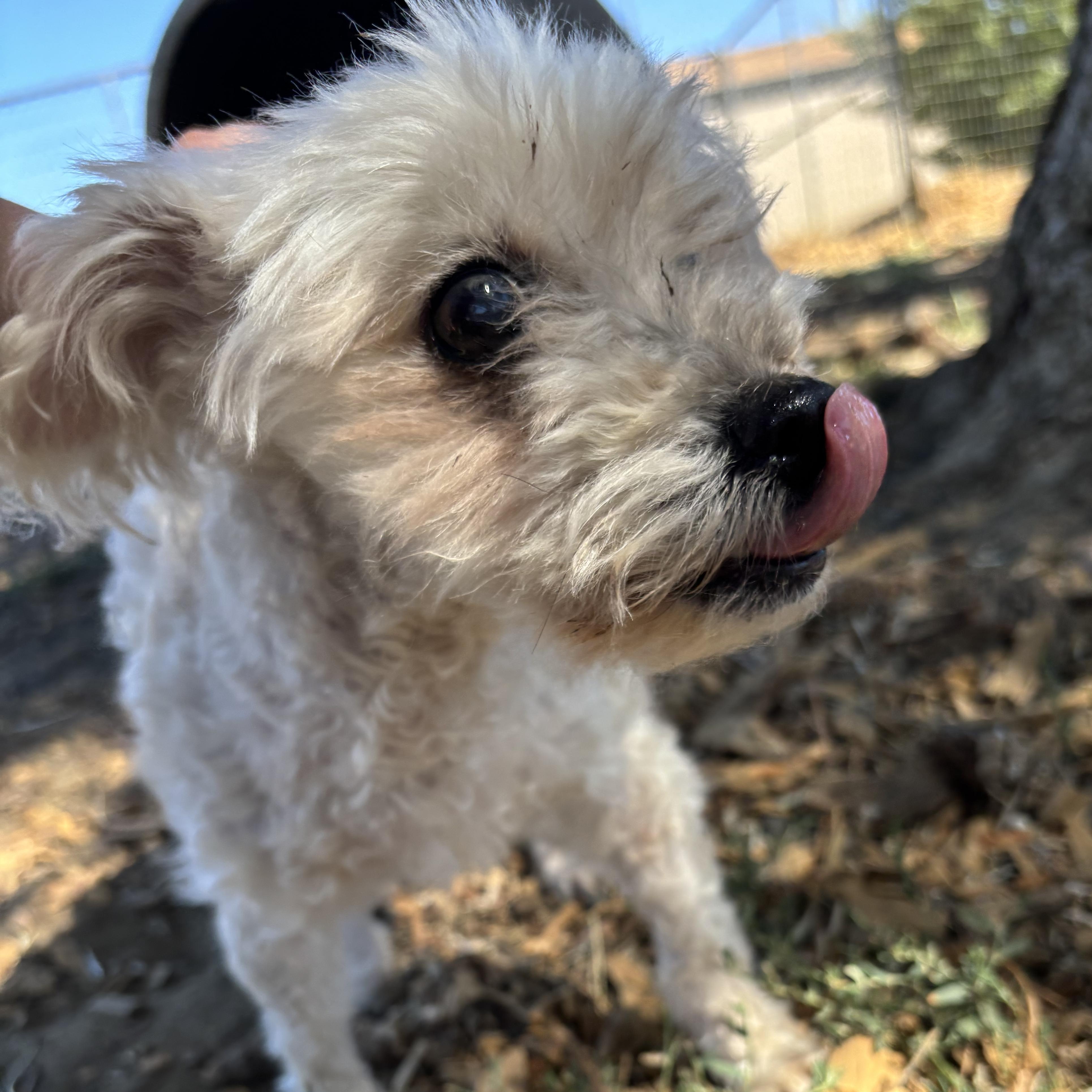 Enlarge Sora (Hospice Senior), a ADOPTABLE mixed breed in The Dalles, OR image 3/4