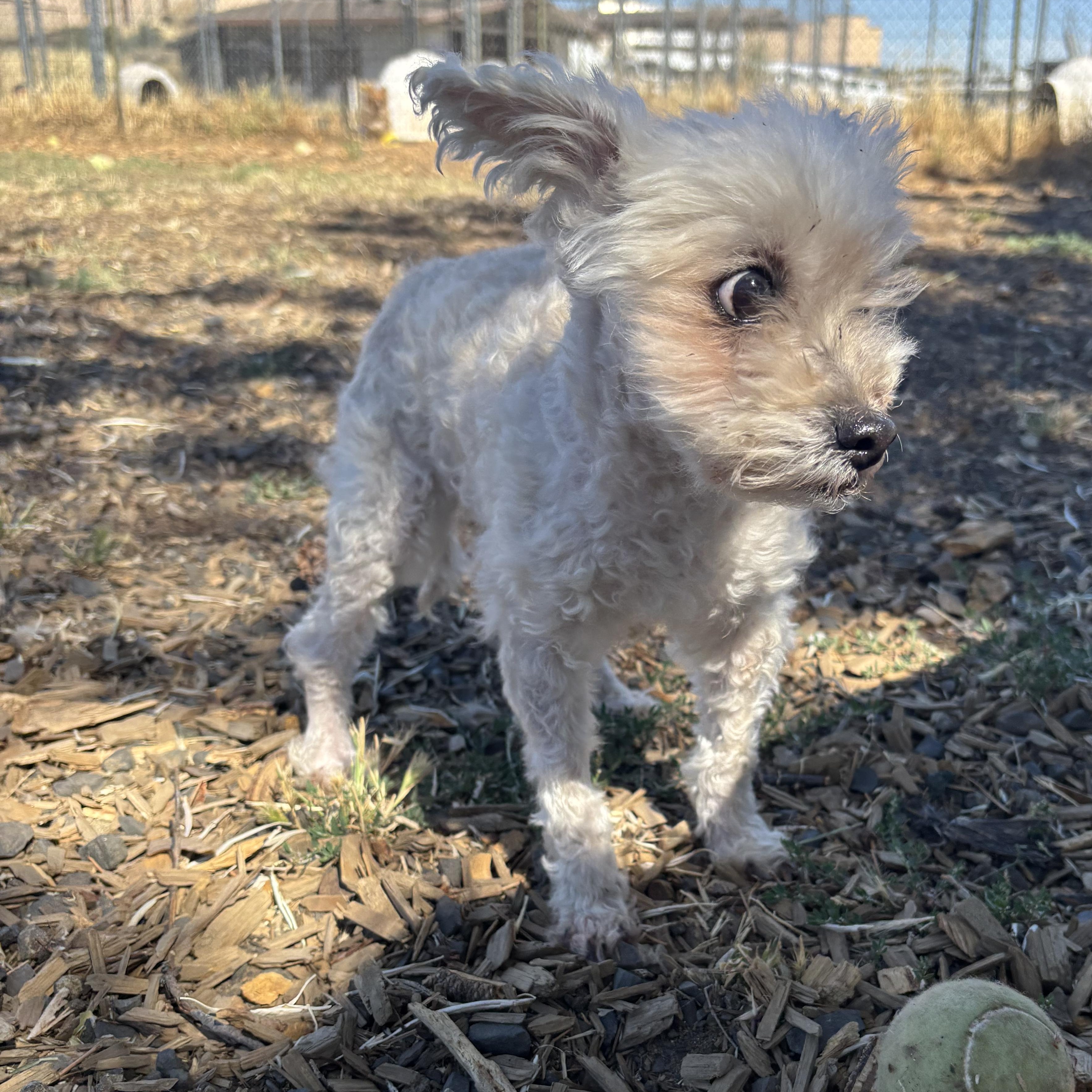 Enlarge Sora (Hospice Senior), a ADOPTABLE mixed breed in The Dalles, OR image 4/4