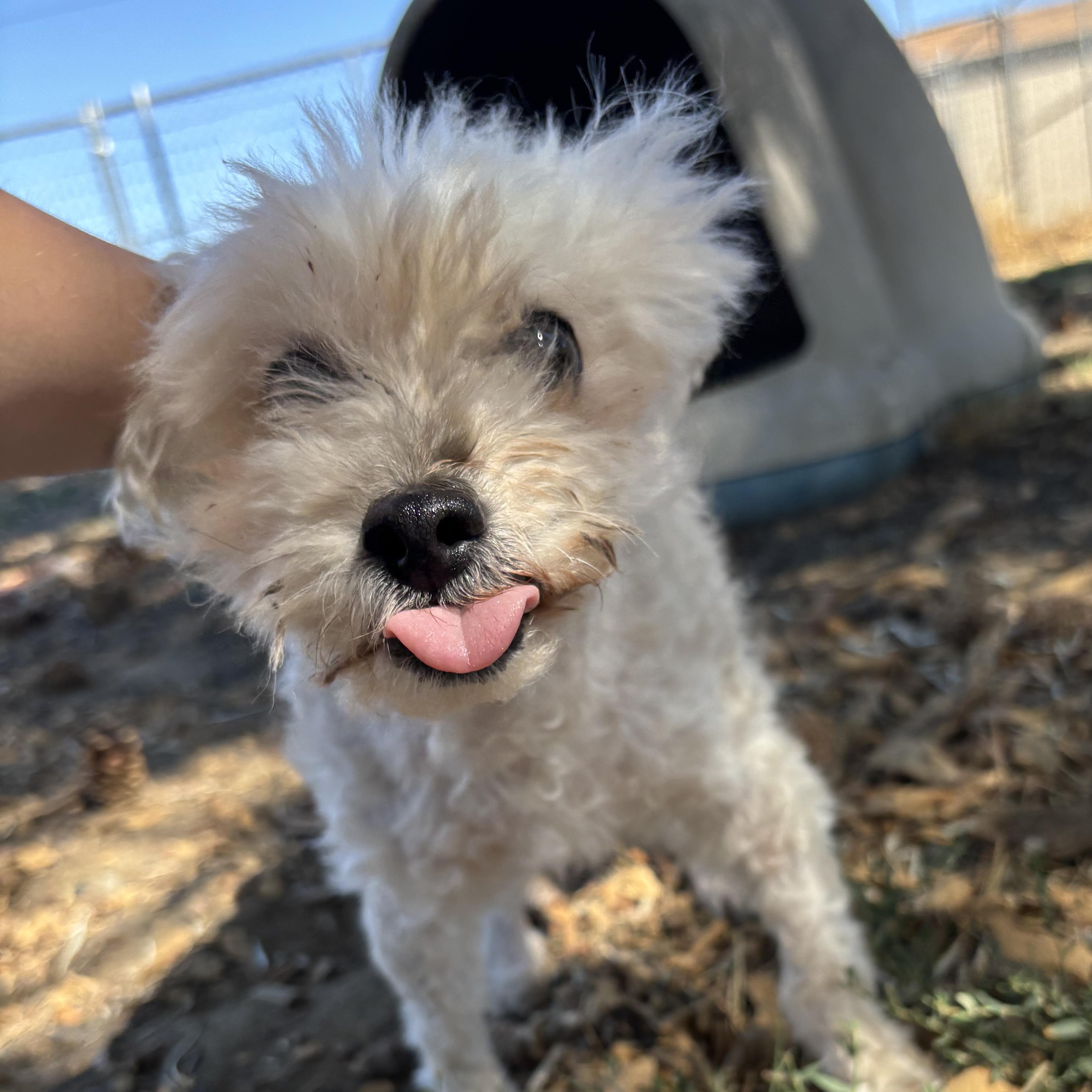 Enlarge Sora (Hospice Senior), a ADOPTABLE mixed breed in The Dalles, OR image 2/4