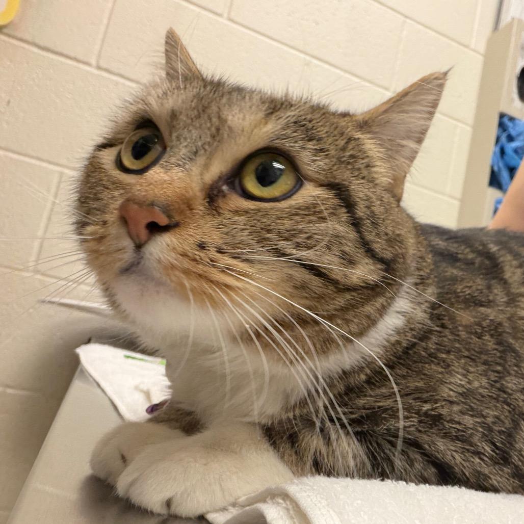 Chiquitita, Adoptable, Adult Female Domestic Short Hair.