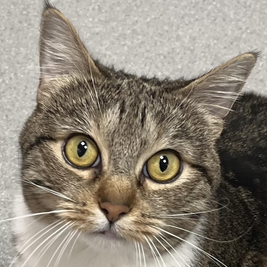Enlarge Chiquitita, a Adoptable Domestic Short Hair in Murray, UT image 2/2
