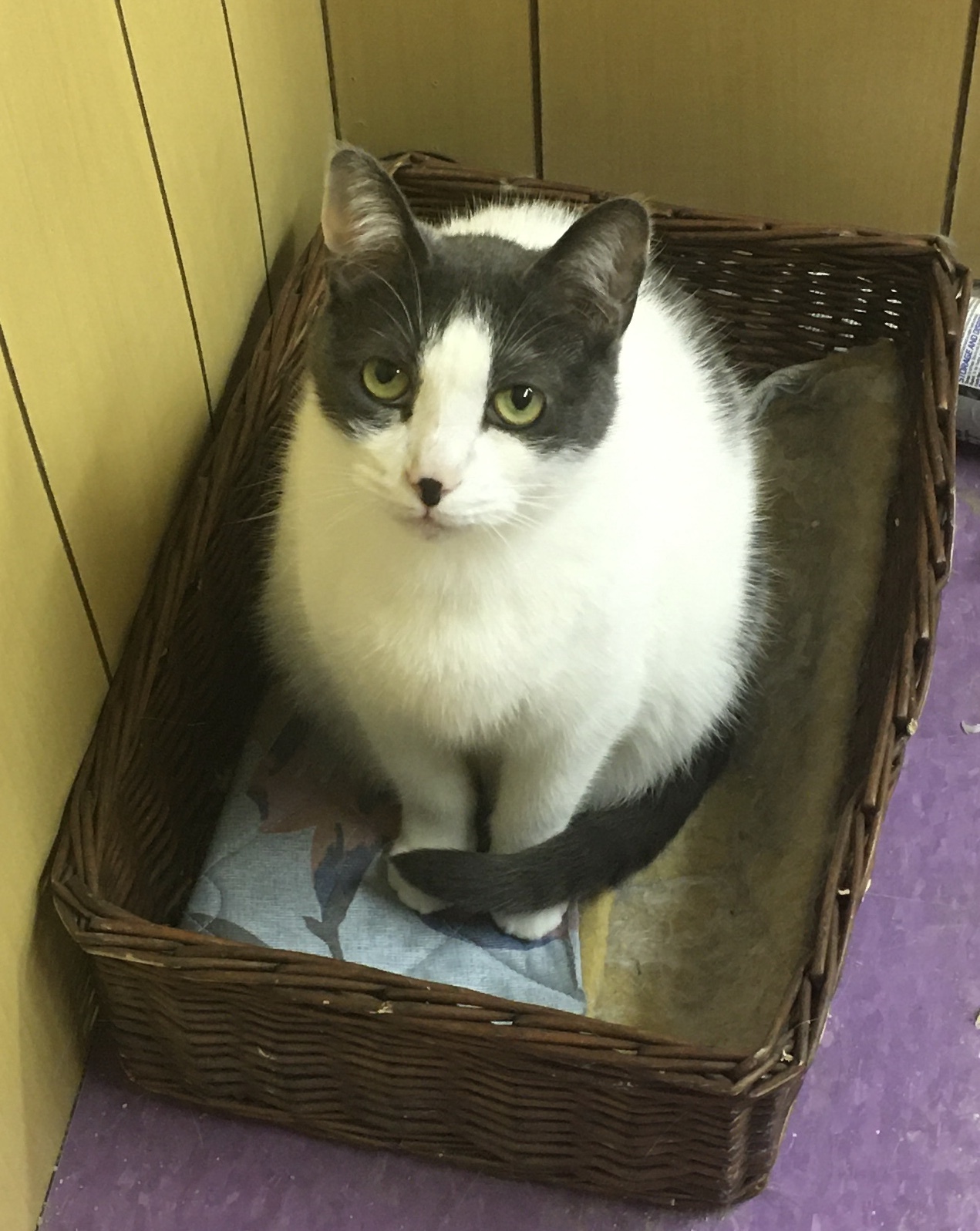 Hope, a Adoptable Domestic Short Hair in Westfield, NJ image 1/2