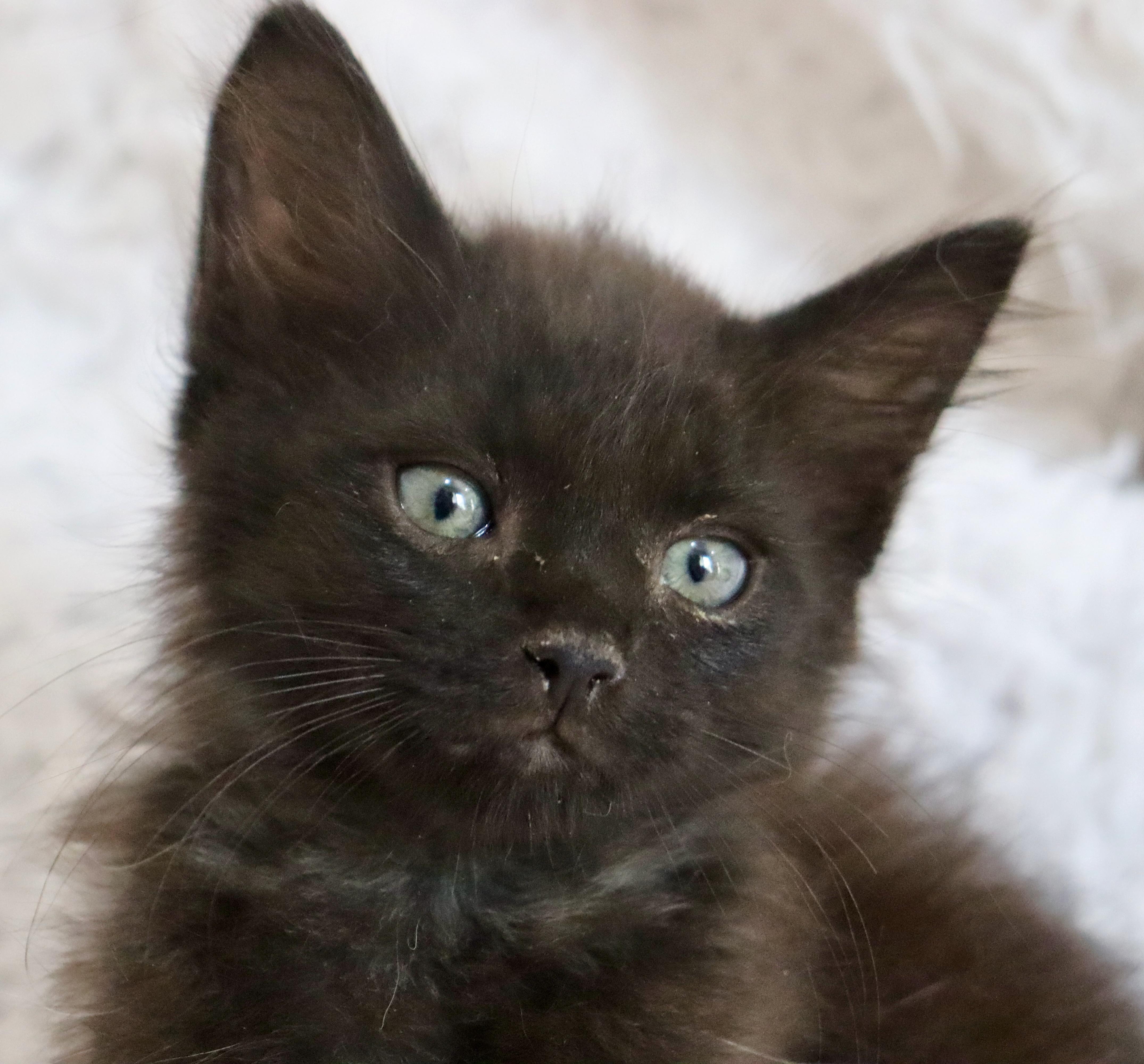 Babu, an adopted mixed breed in Saint Augustine, FL image 2/6