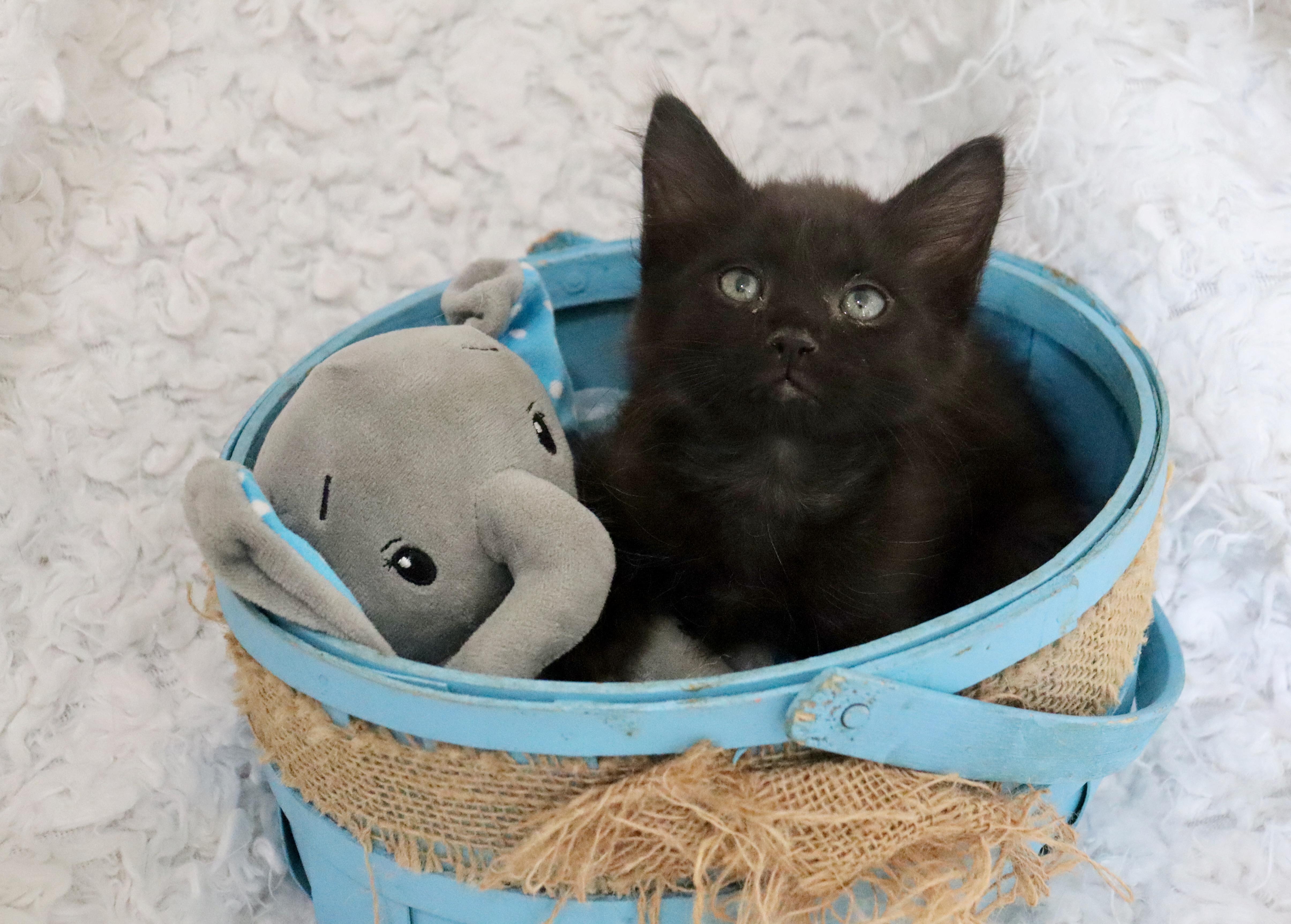 Babu, an adopted mixed breed in Saint Augustine, FL image 3/6