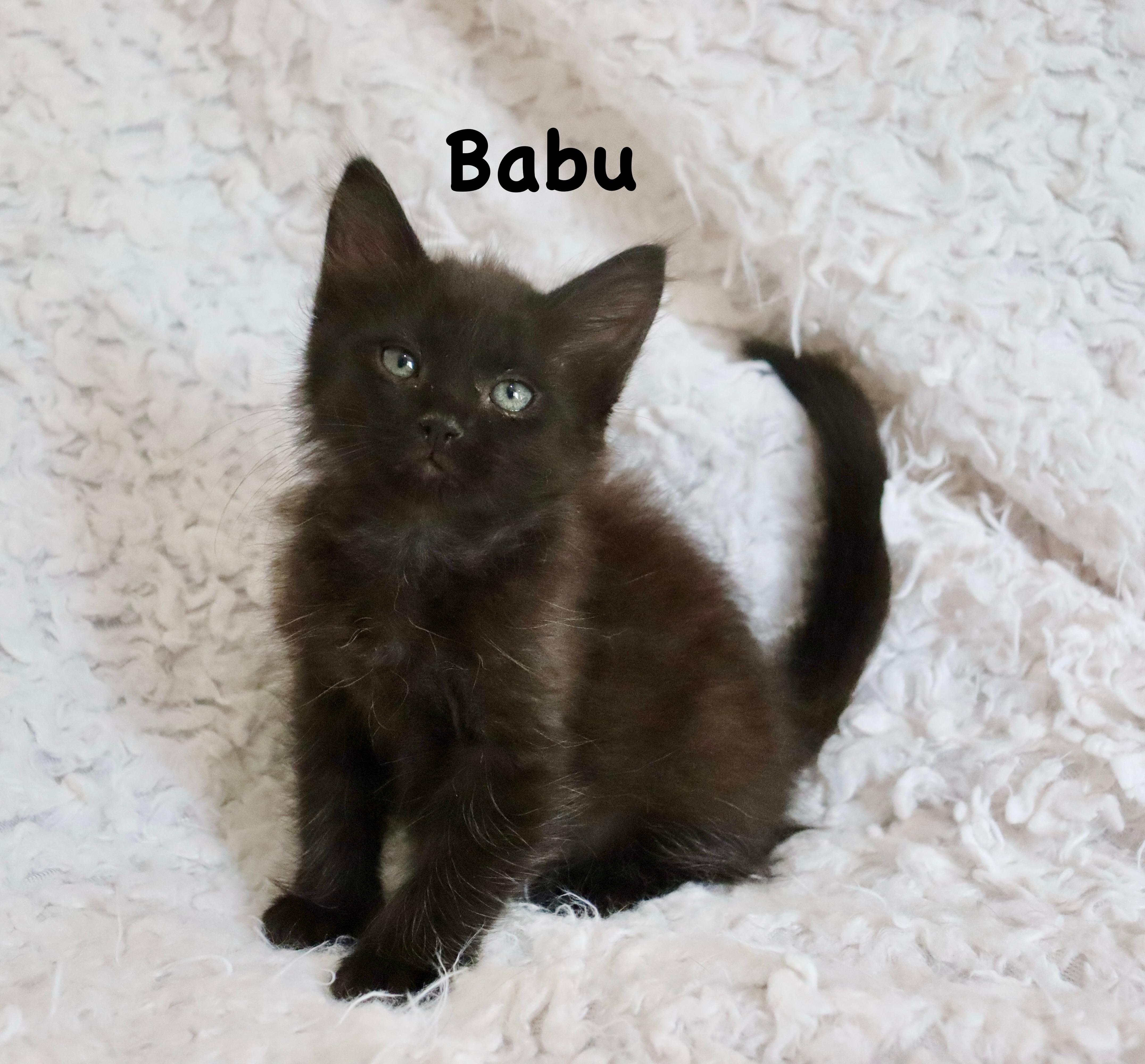 Babu, an adopted mixed breed in Saint Augustine, FL image 1/6