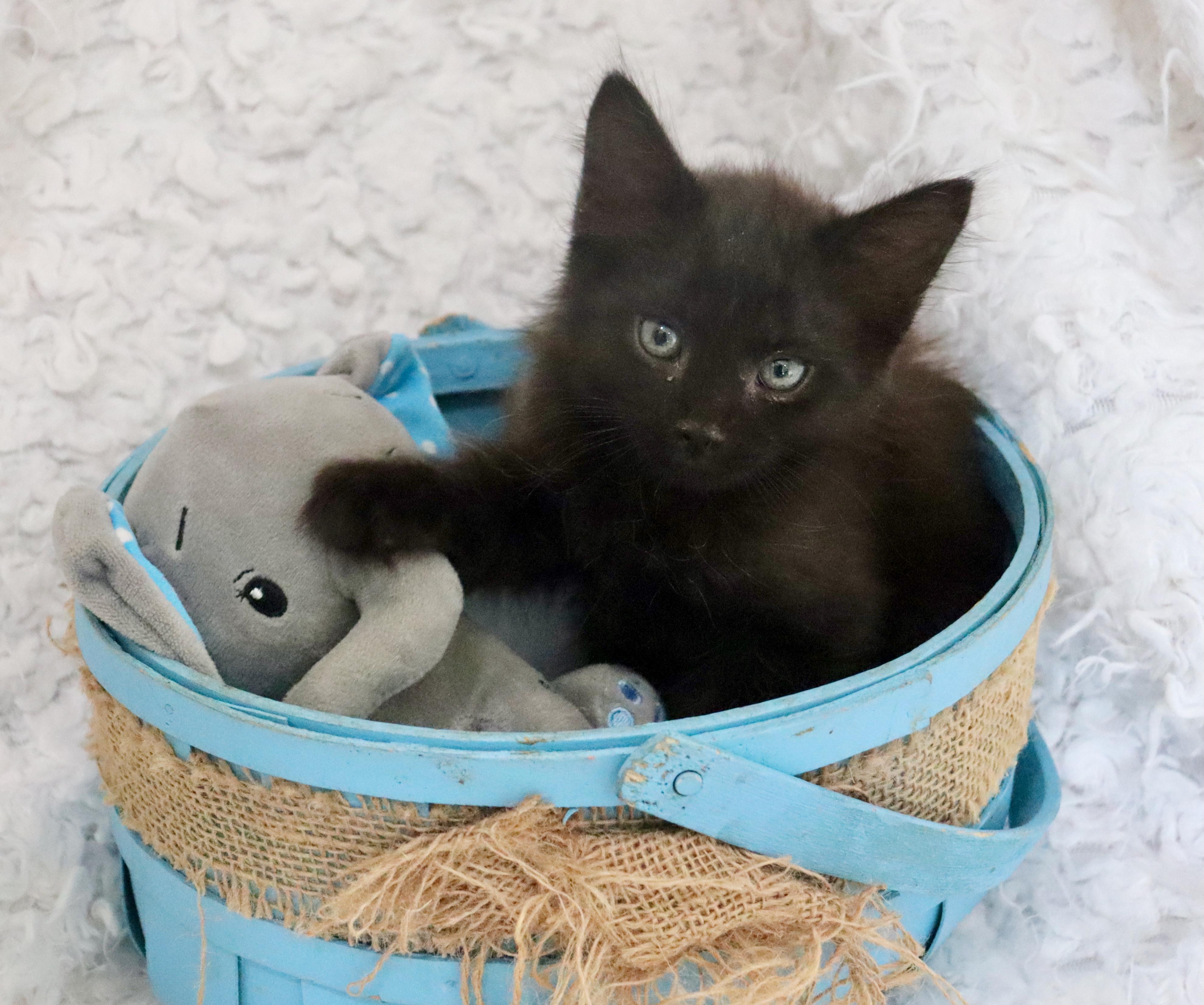 Babu, an adopted mixed breed in Saint Augustine, FL image 4/6