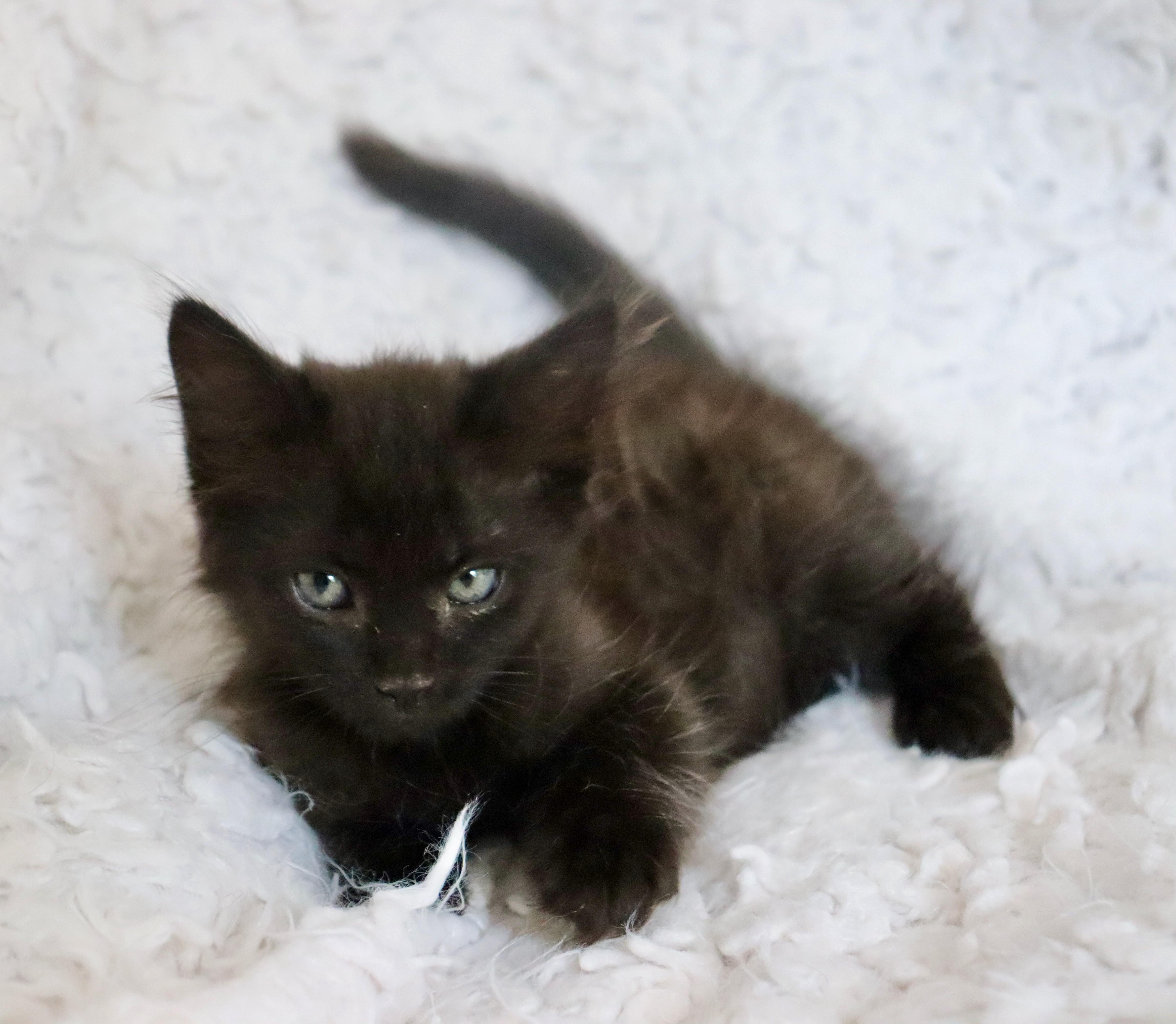 Babu, an adopted mixed breed in Saint Augustine, FL image 6/6