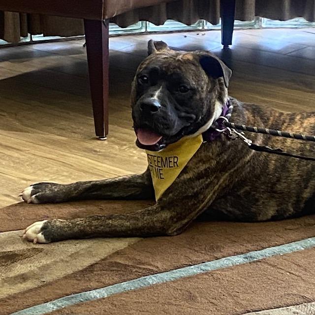 Enlarge Princess Fiona, a Adoptable mixed breed in Huntsville, AL image 1/4