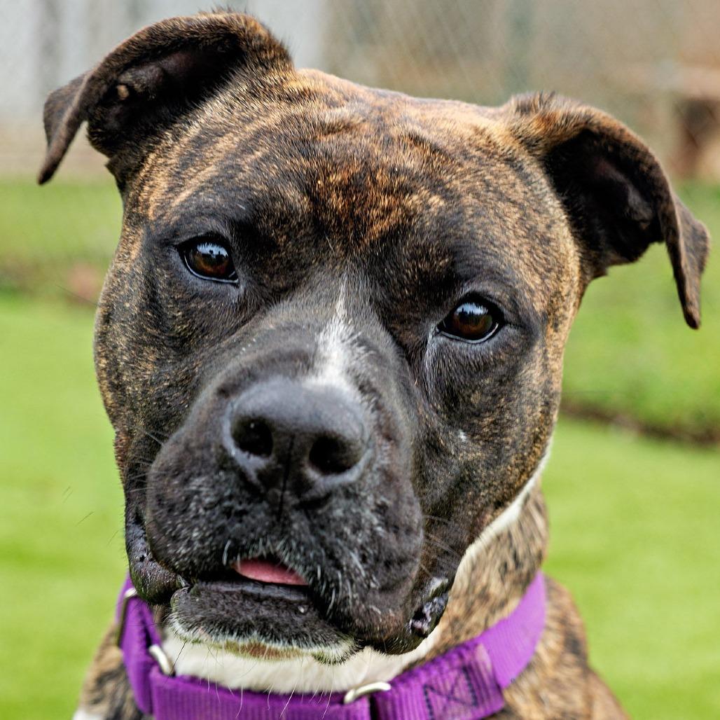 Enlarge Princess Fiona, a Adoptable mixed breed in Huntsville, AL image 3/4