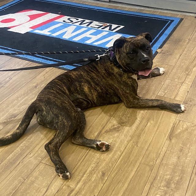 Enlarge Princess Fiona, a Adoptable mixed breed in Huntsville, AL image 4/4