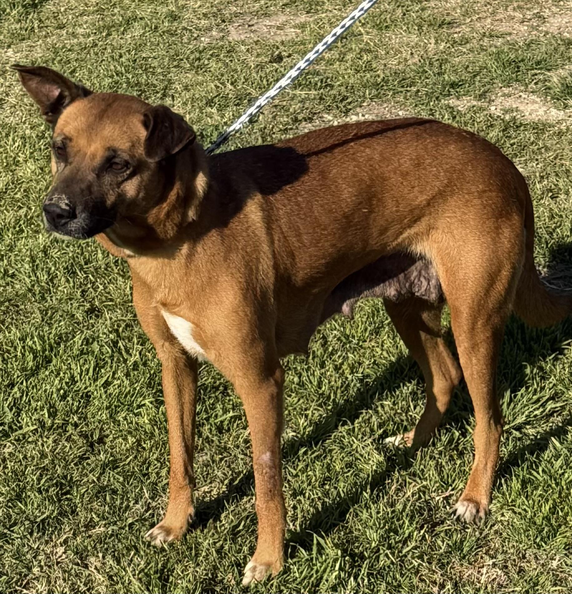 Bambi, an adoptable Labrador Retriever, Shepherd in Appleton, WI, 54913 | Photo Image 3