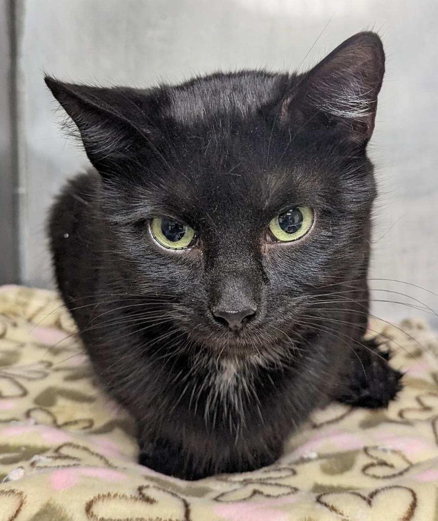 Payton, Adoptable, Adult Female Domestic Short Hair.