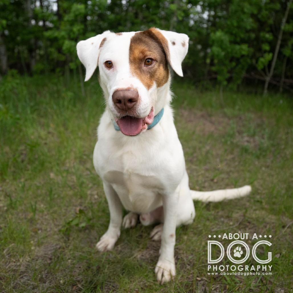 Tyler, a Adoptable Mixed Breed in Saint Cloud, MN image 1/6