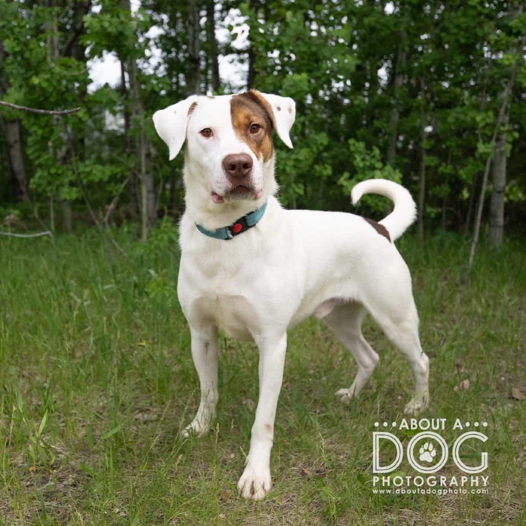 Tyler, a Adoptable Mixed Breed in Saint Cloud, MN image 2/6