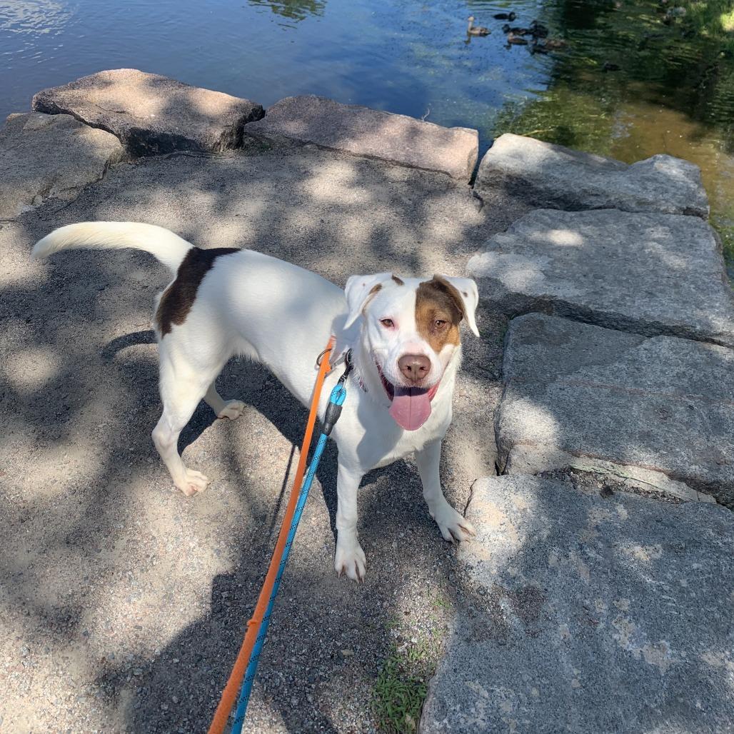Enlarge Tyler, a Adoptable Mixed Breed in Saint Cloud, MN image 3/5