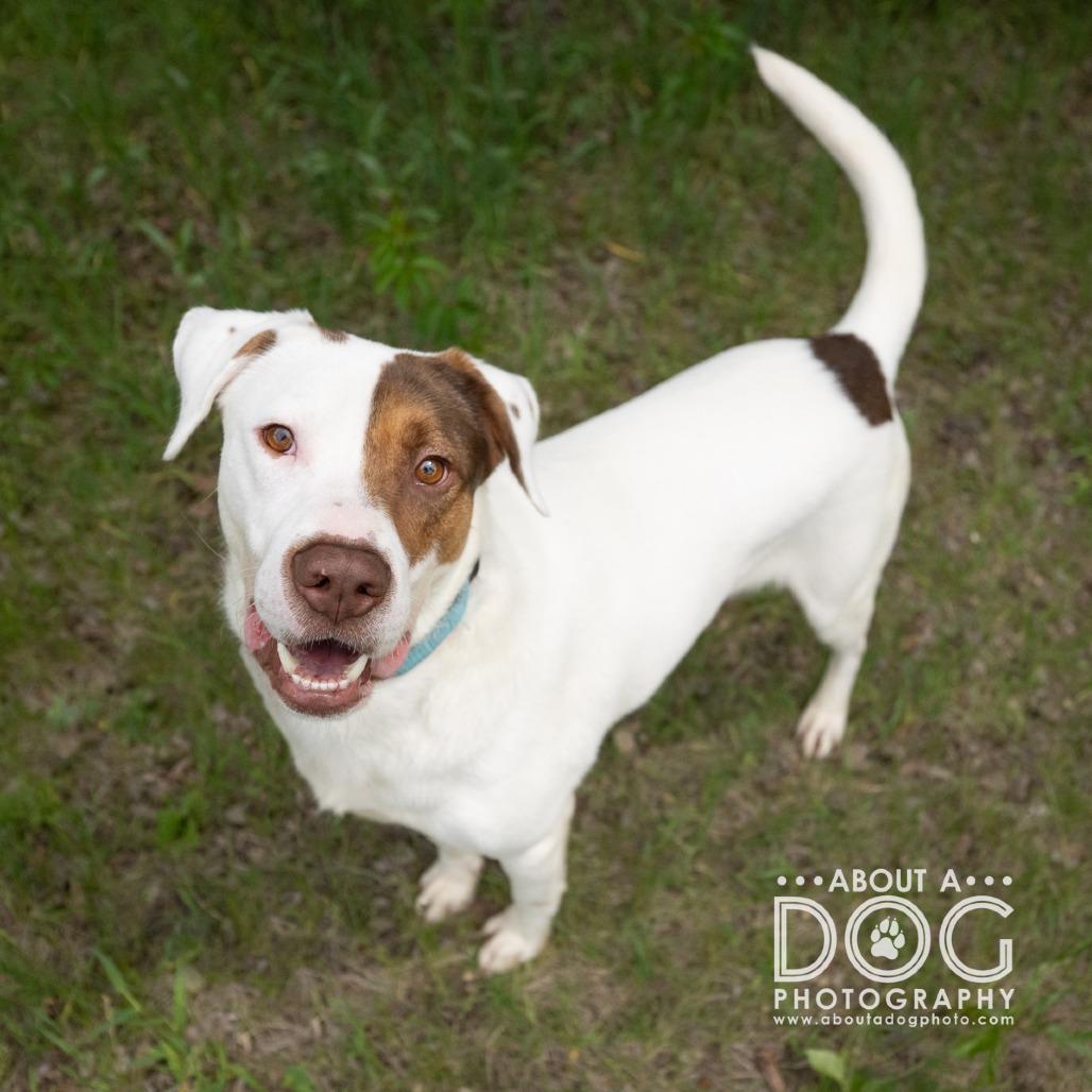 Enlarge Tyler, a Adoptable Mixed Breed in Saint Cloud, MN image 5/5