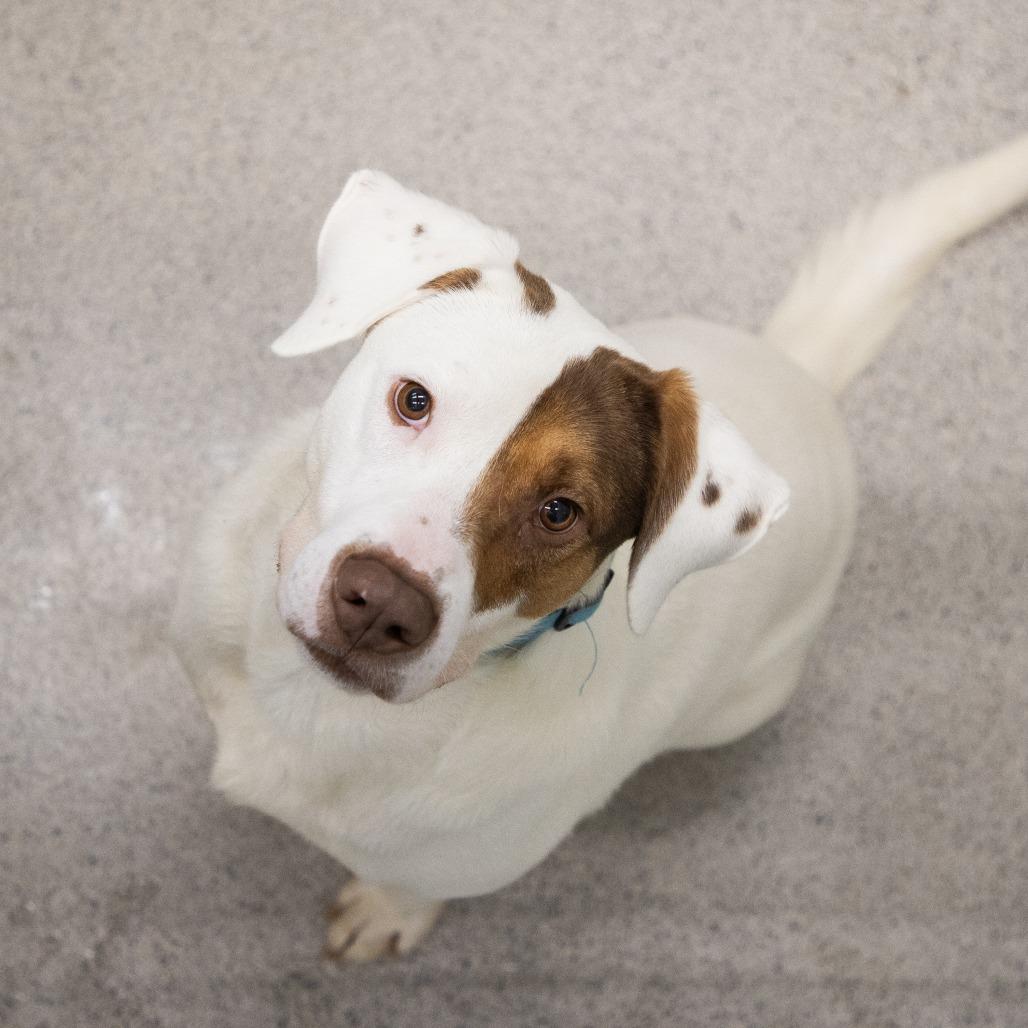 Tyler, a Adoptable Mixed Breed in Saint Cloud, MN image 5/6