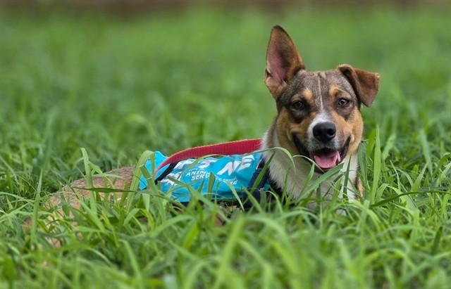 MOCHA, Adoptable, Young Female German Shepherd Dog & Mixed Breed.