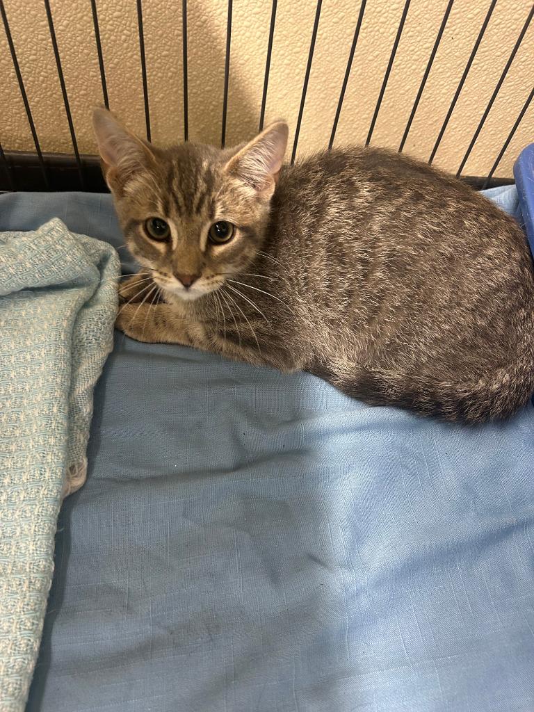 Enlarge George Weasley, a Adoptable mixed breed in Sidney, NY image 2/2