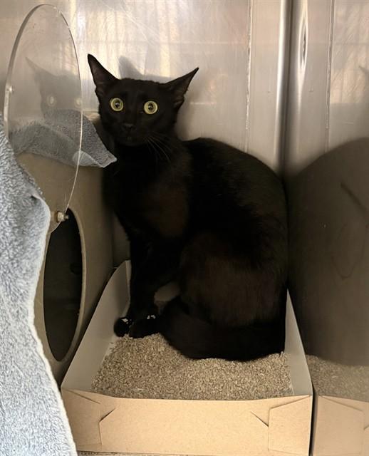 Enlarge THAI, a Adoptable Domestic Short Hair in Castaic, CA image 1/1
