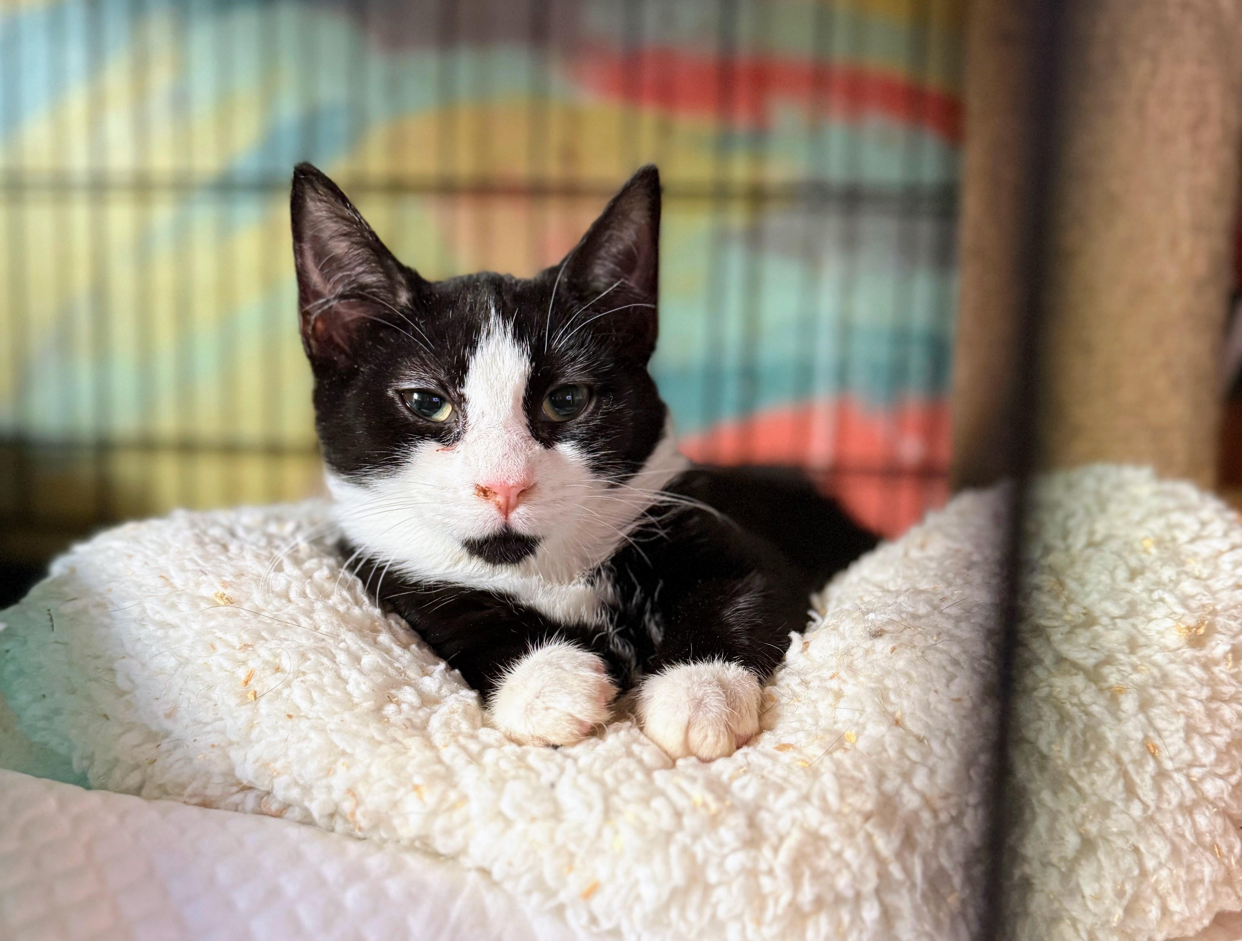 Finch, a ADOPTABLE Domestic Short Hair in Brooklyn, NY image 2/2