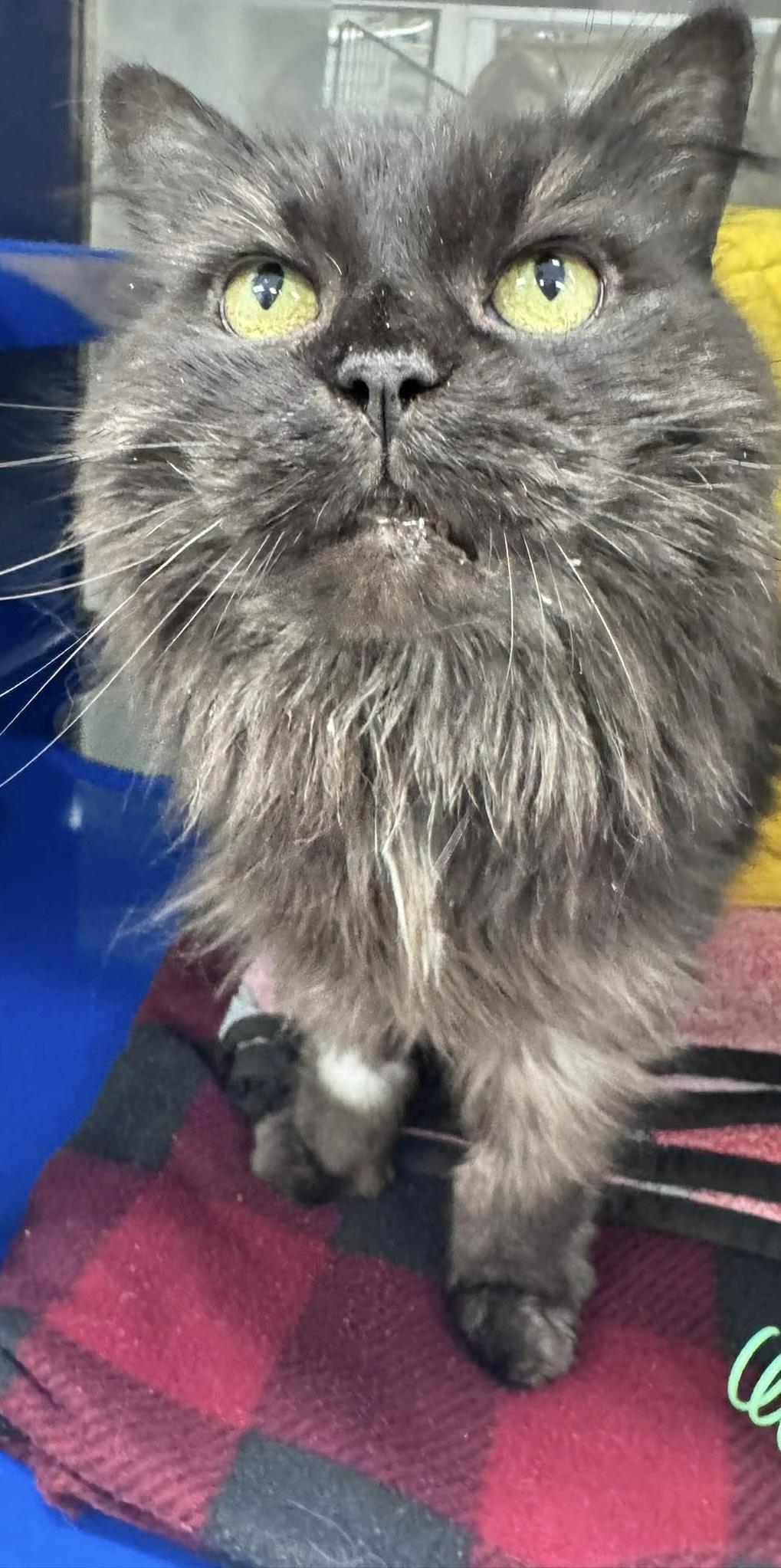 Enlarge Chloe , a ADOPTABLE Domestic Long Hair in Cherryfield, ME image 1/1