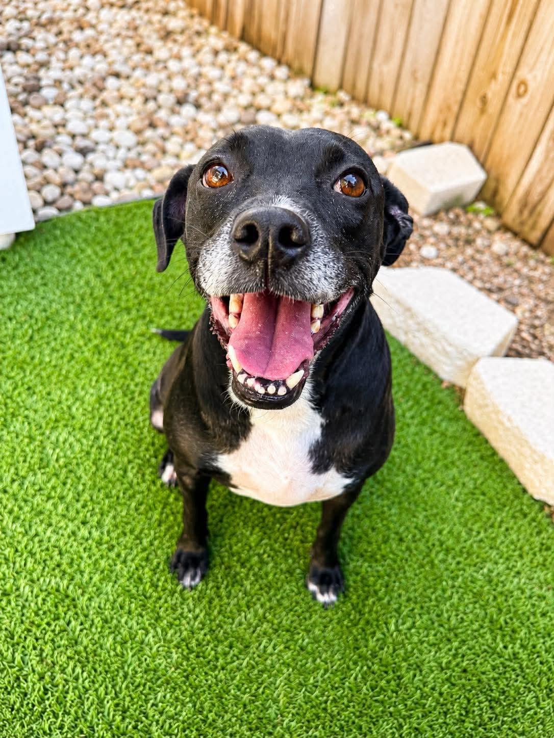 Penelope, an adoptable mixed breed in Brattleboro , VT image 1/6