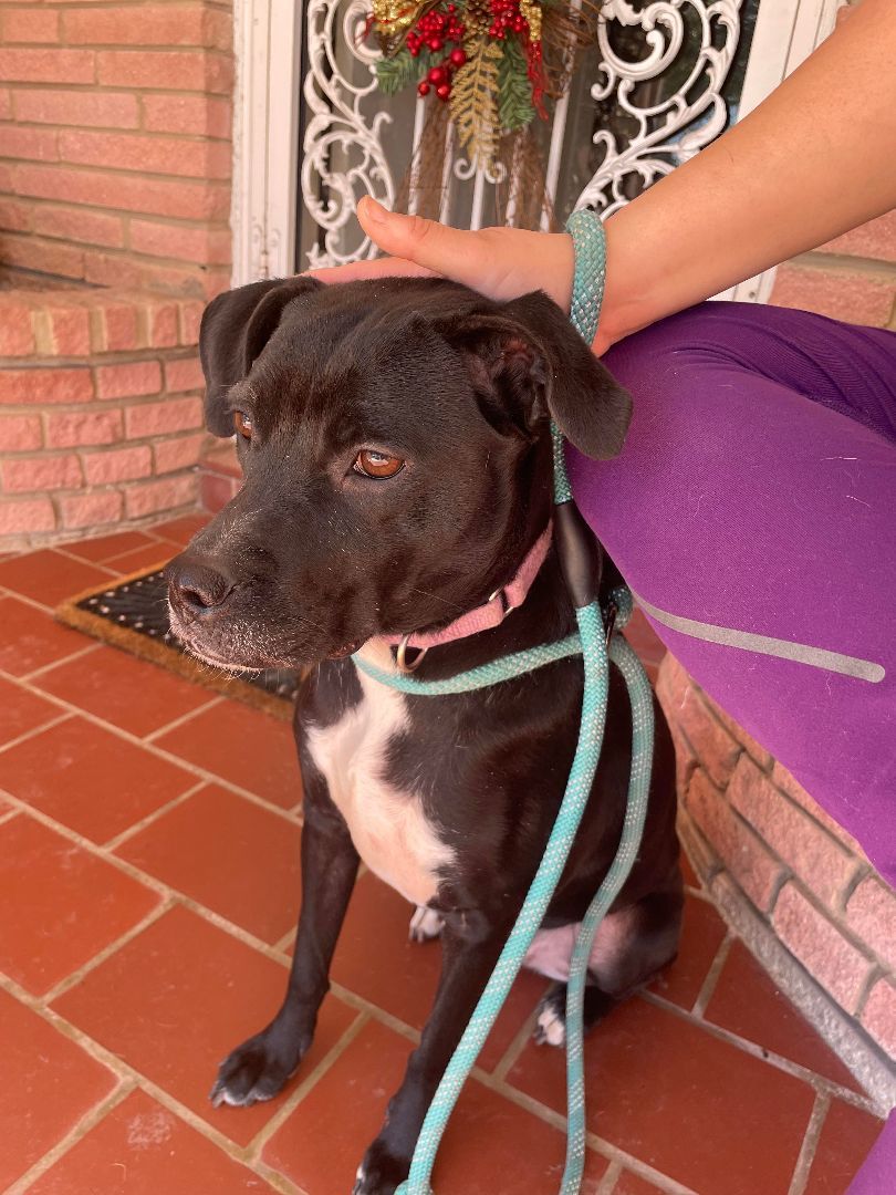 Penelope, Adoptable, Adult Female Mixed Breed & Black Labrador Retriever.