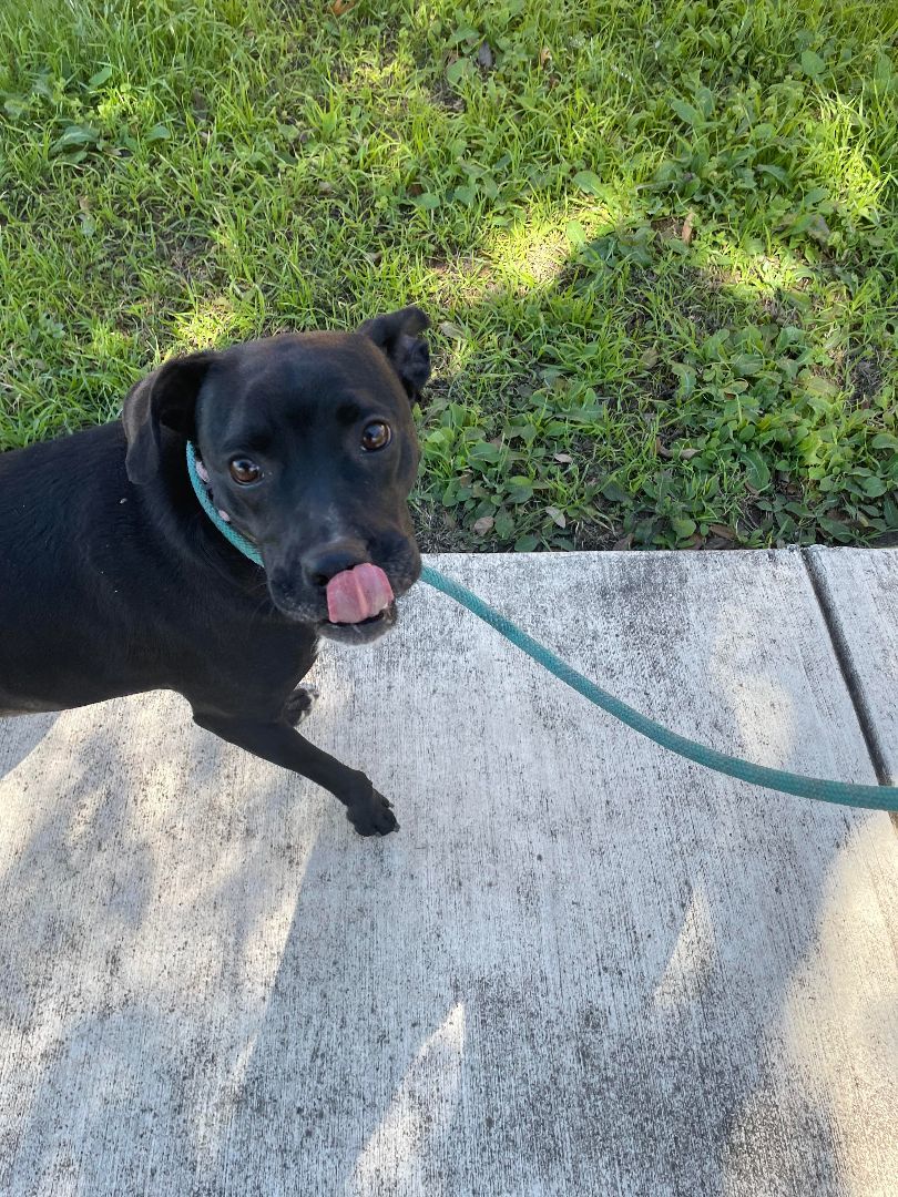 Penelope, a Adoptable mixed breed in Albany, NY image 2/6