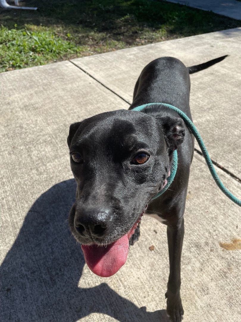 Penelope, a Adoptable mixed breed in Albany, NY image 3/6