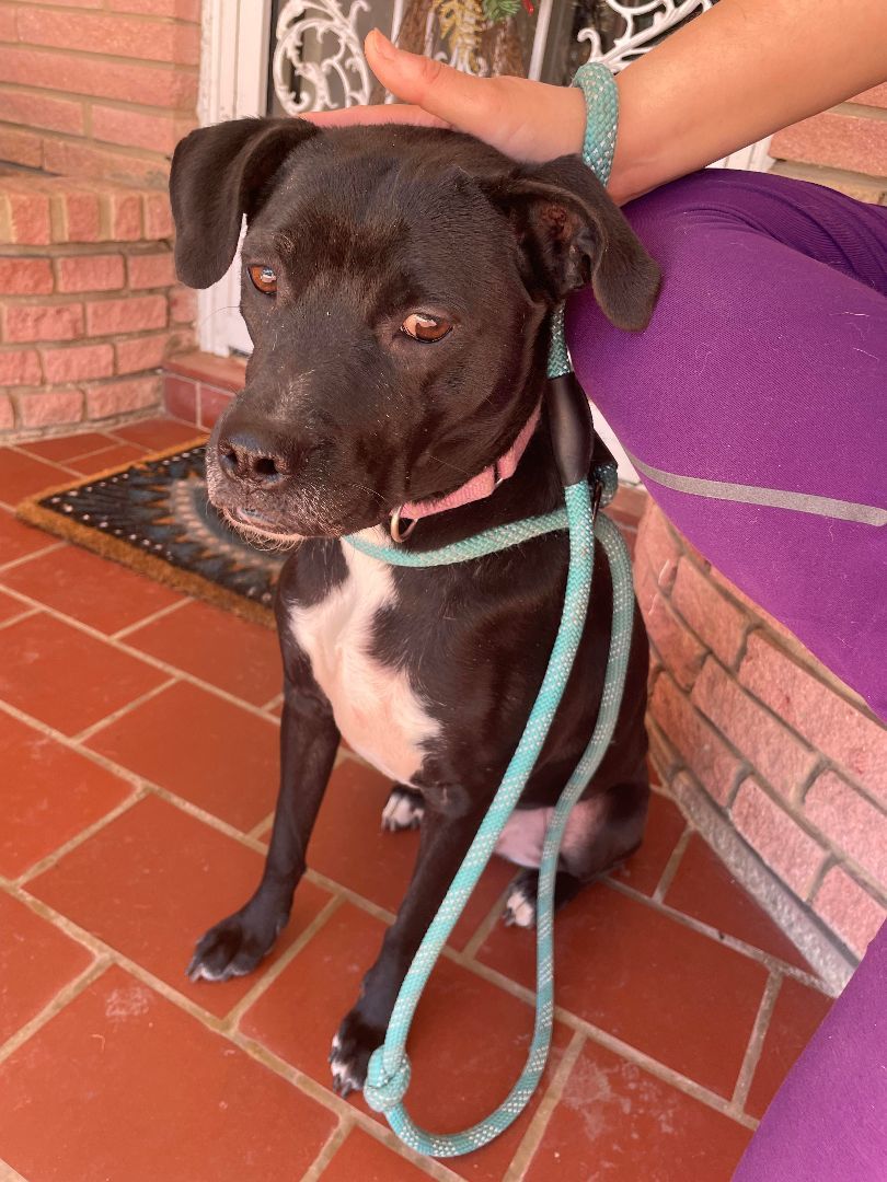 Penelope, a Adoptable mixed breed in Albany, NY image 4/6