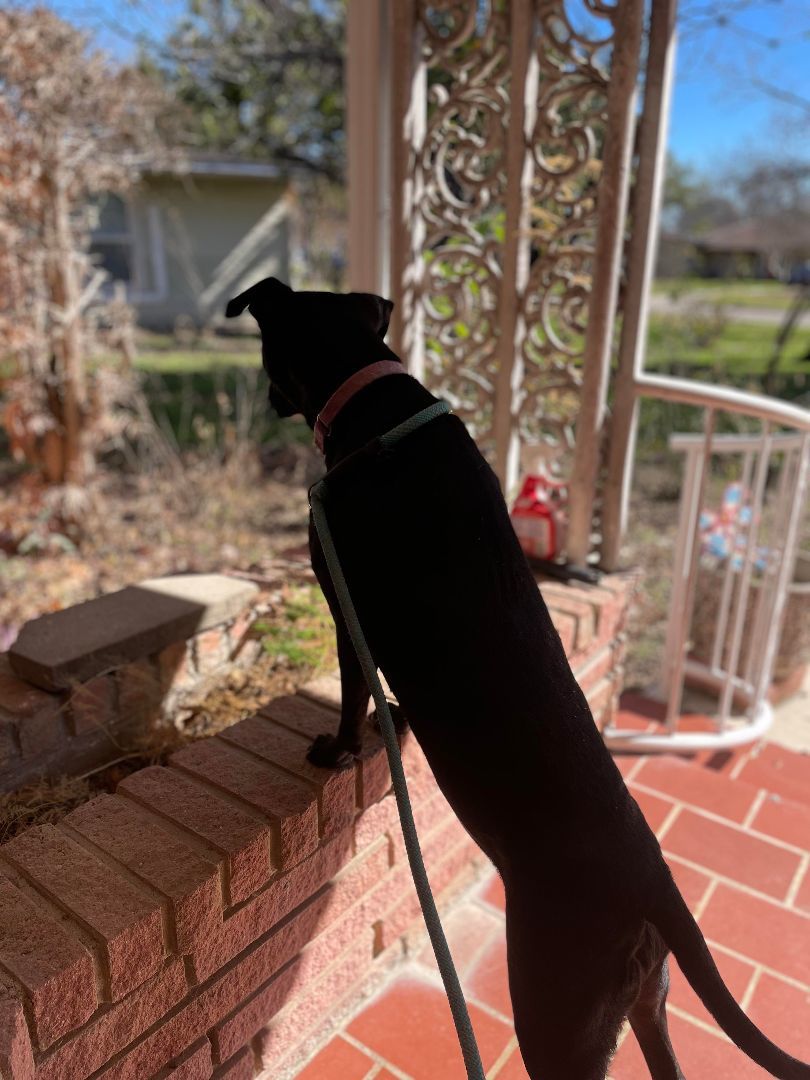 Penelope, a Adoptable mixed breed in Albany, NY image 5/6