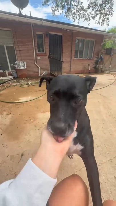 Enlarge Penelope, an adoptable mixed breed in Brattleboro , VT video 6/6