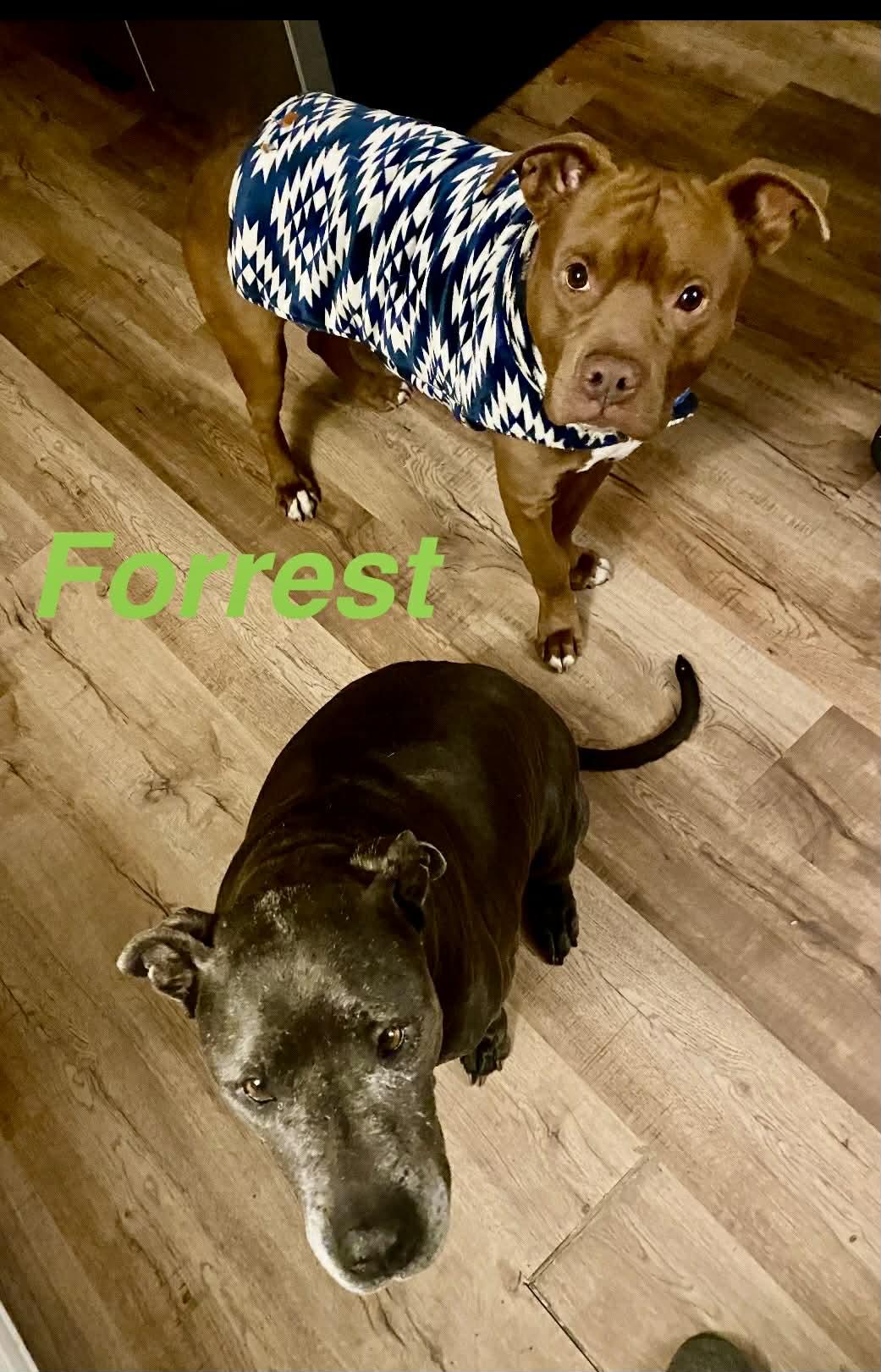 Forrest, a ADOPTABLE mixed breed in Opp, AL image 2/2