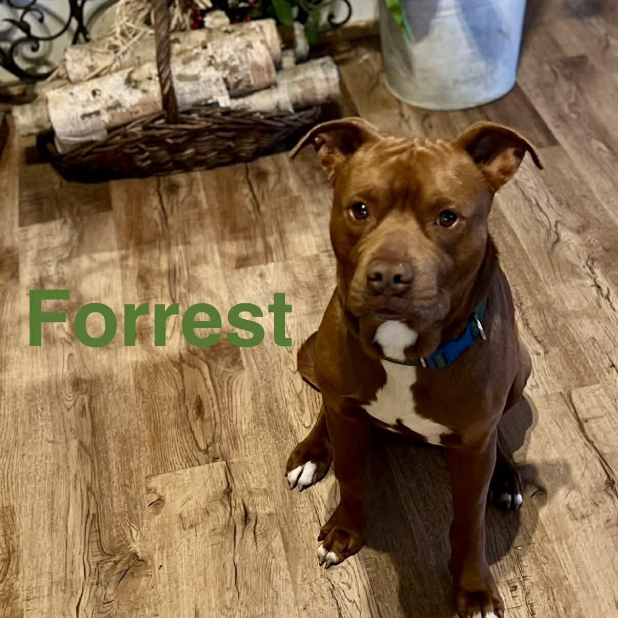Forrest, a ADOPTABLE mixed breed in Opp, AL image 1/2